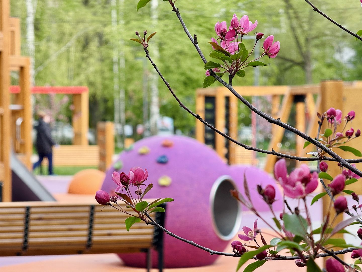 раменское, сакура, цветение, сквер, благоустройство,