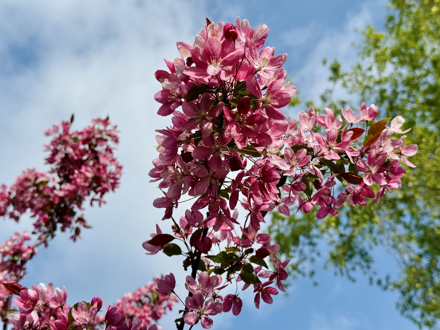 раменское, сакура, цветение, сквер, благоустройство,