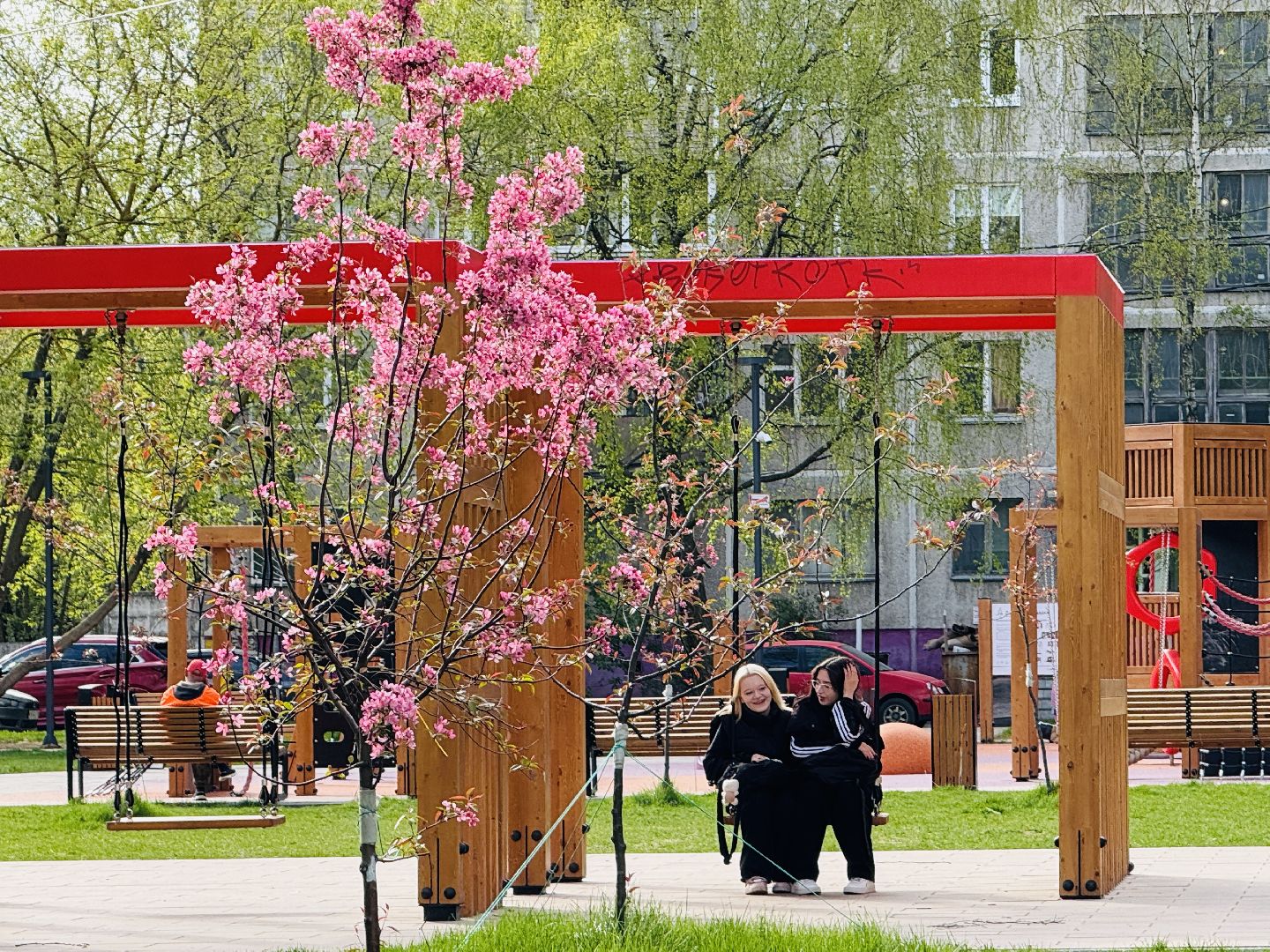 раменское, сакура, цветение, сквер, благоустройство,