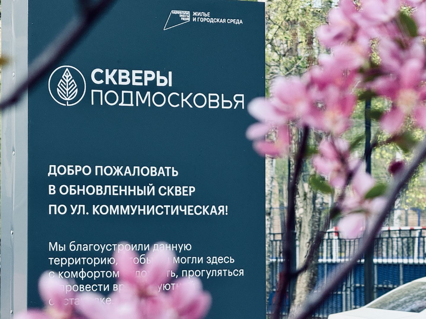 раменское, сакура, цветение, сквер, благоустройство,