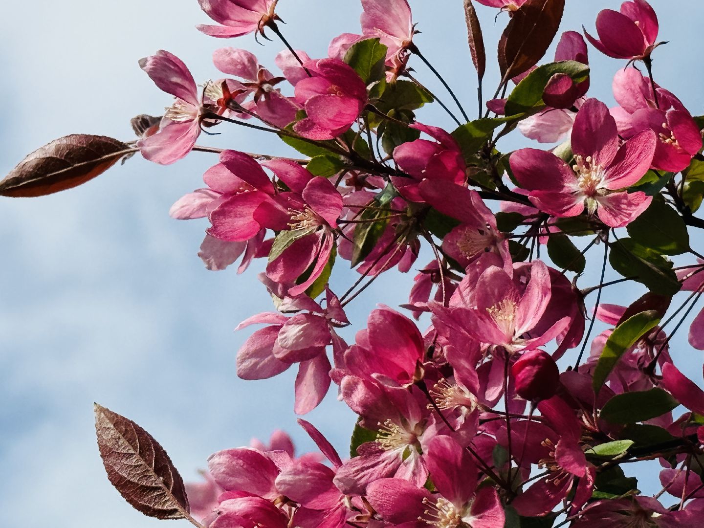 раменское, сакура, цветение, сквер, благоустройство,