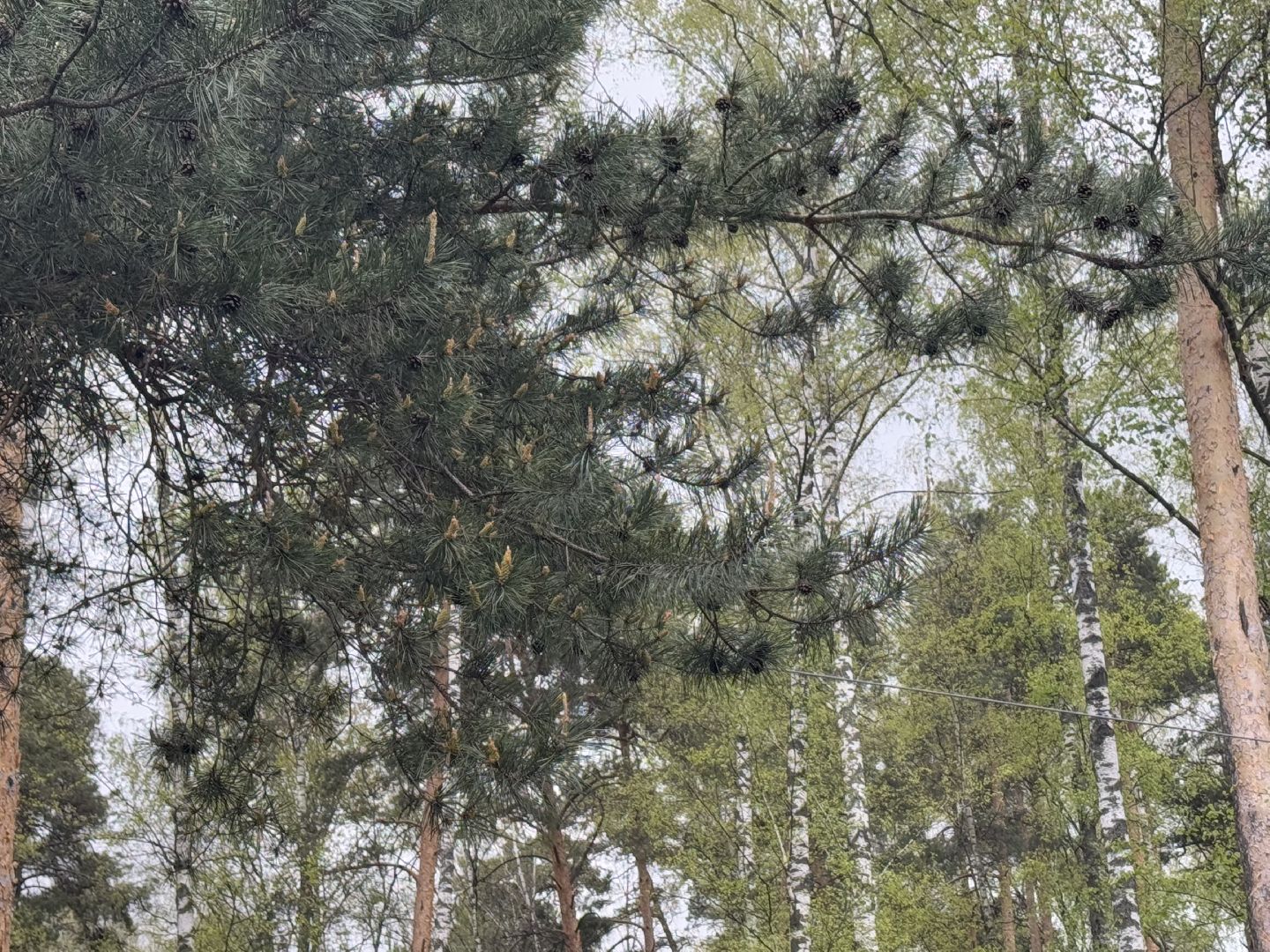 цветение сосны, балашиха, пыльцы, аллергия,