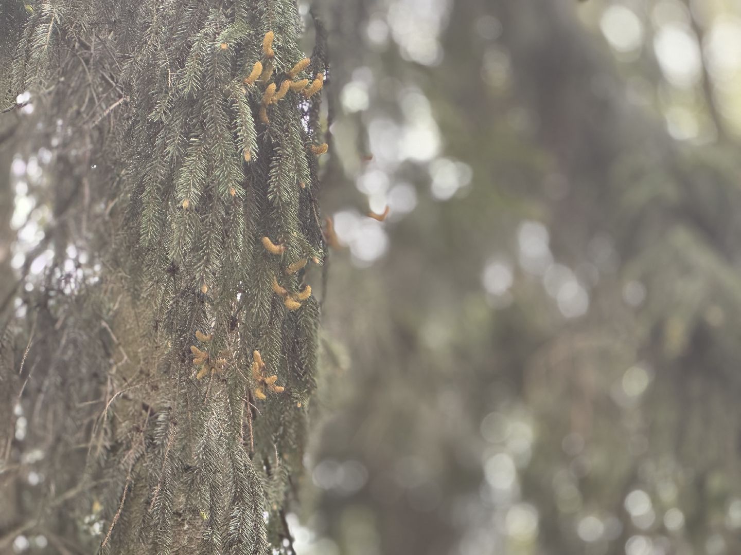 цветение сосны, балашиха, пыльцы, аллергия,