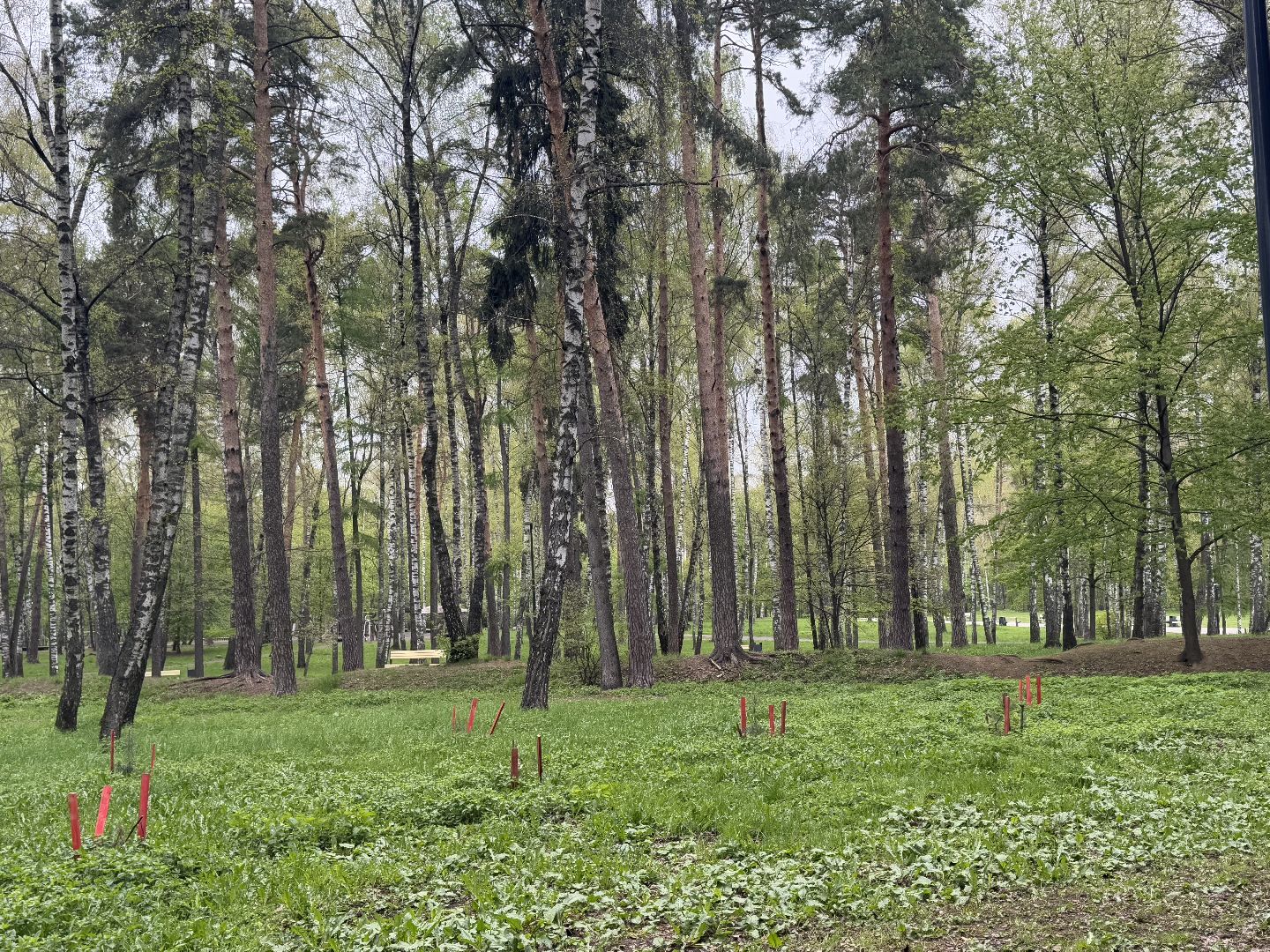 цветение сосны, балашиха, пыльцы, аллергия,