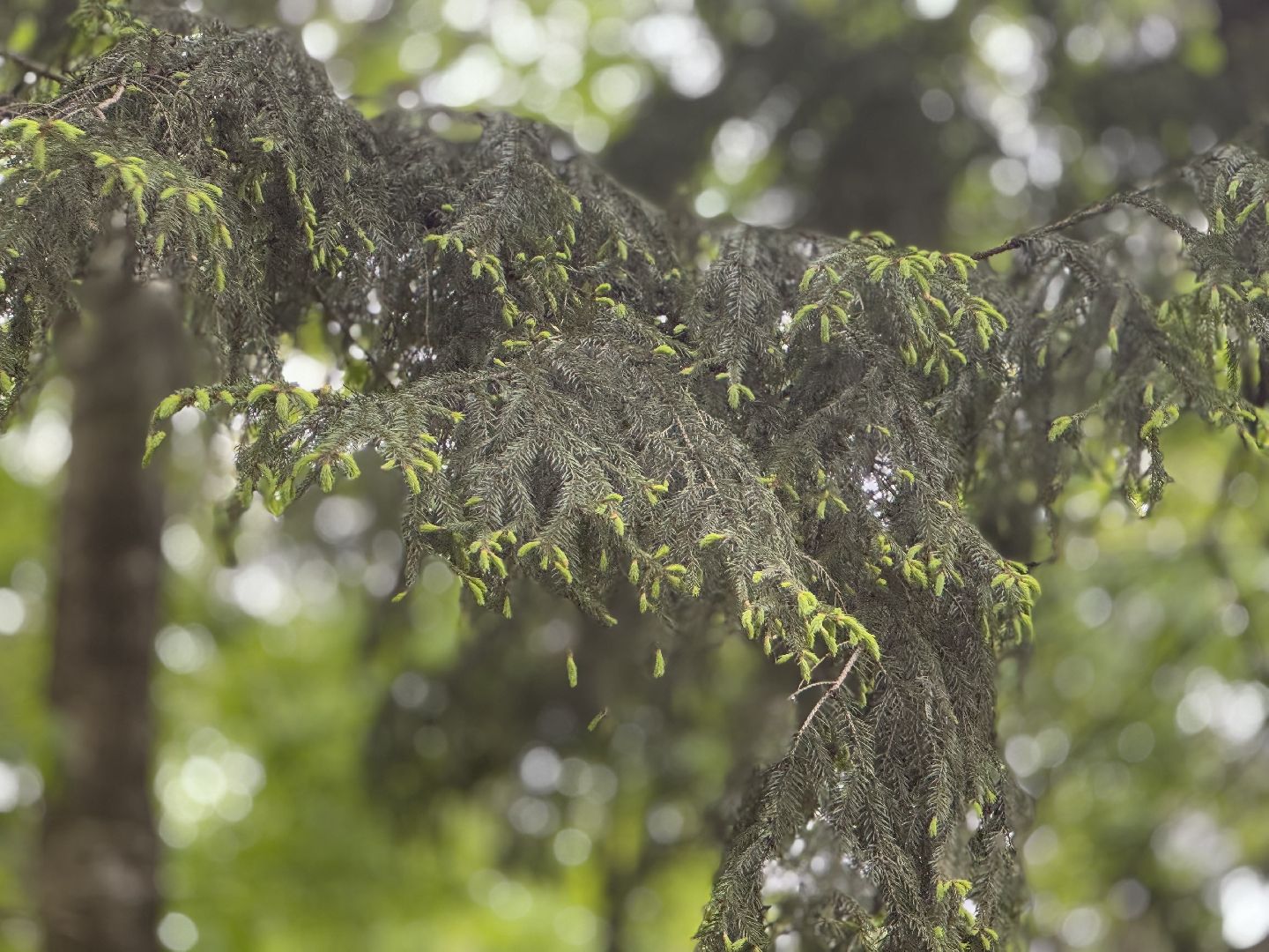 цветение сосны, балашиха, пыльцы, аллергия,
