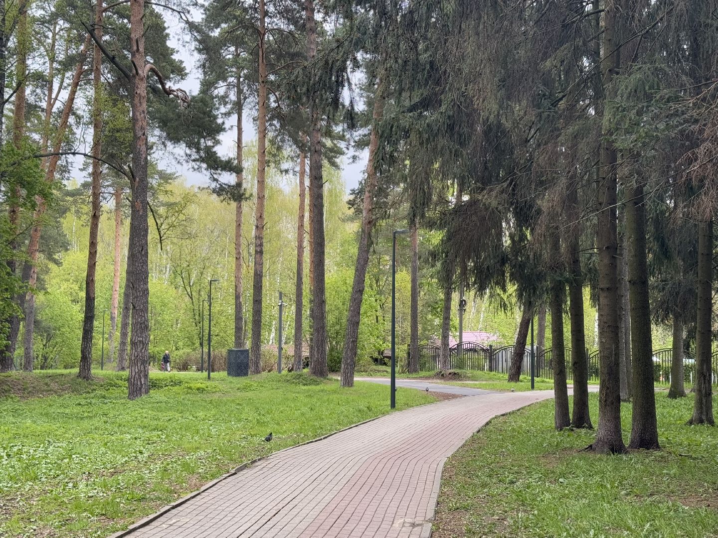 цветение сосны, балашиха, пыльцы, аллергия,