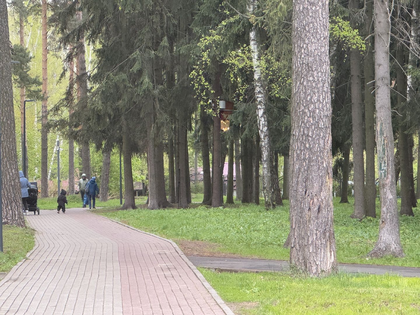 цветение сосны, балашиха, пыльцы, аллергия,