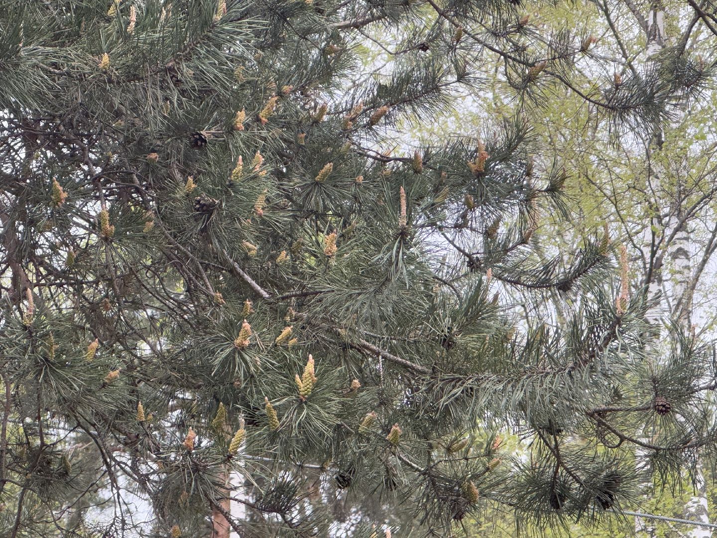 цветение сосны, балашиха, пыльцы, аллергия,