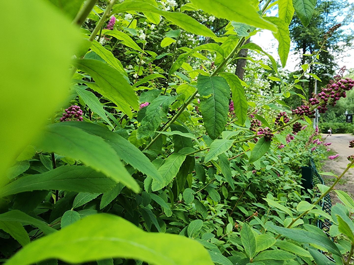 благоустройство,  комфортная городская среда, голосование, объекты благоустройства, богородский городской округ,