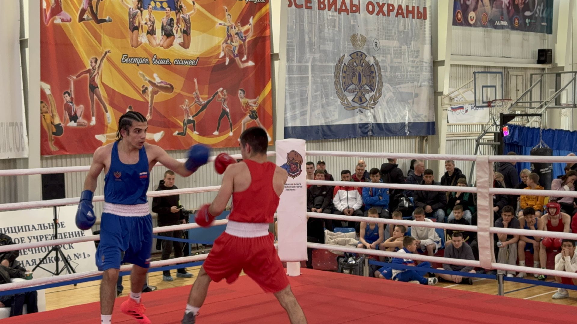 солнечногорск, спорт, бокс, чемпионат, медали,