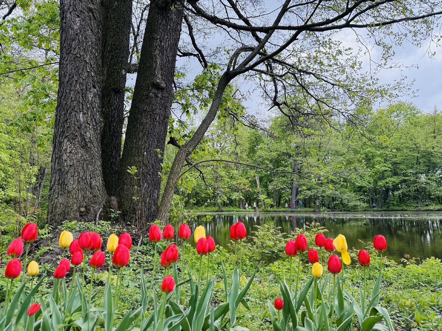 раменское , усадьба быково, пленэр, тюльпаны, достопримечательности,
