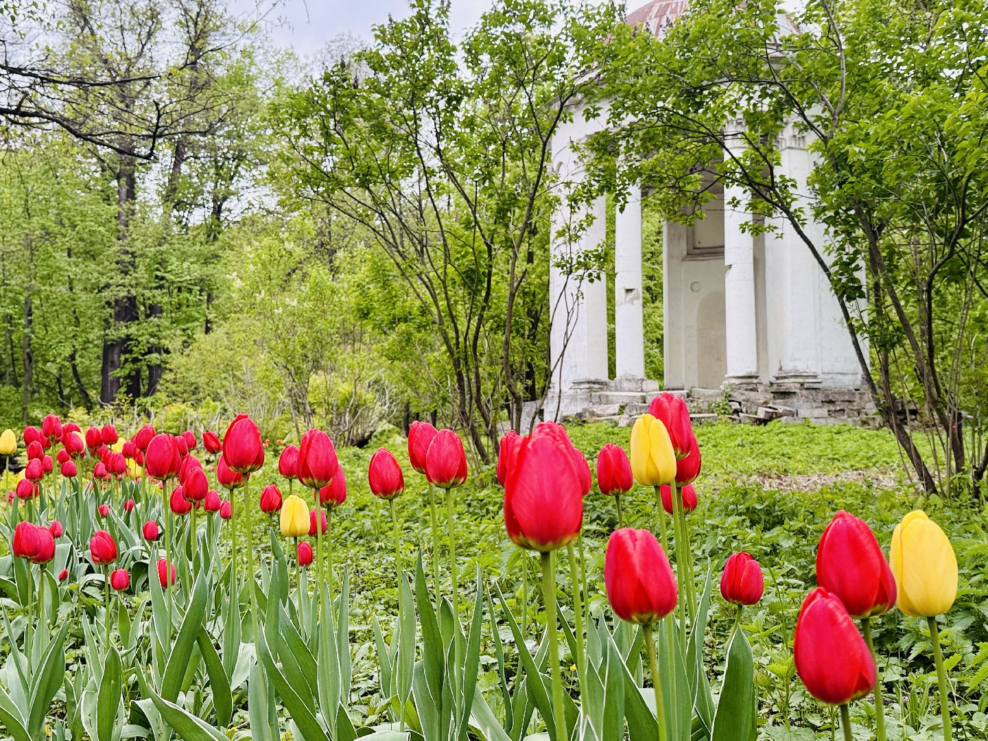 раменское , усадьба быково, пленэр, тюльпаны, достопримечательности,