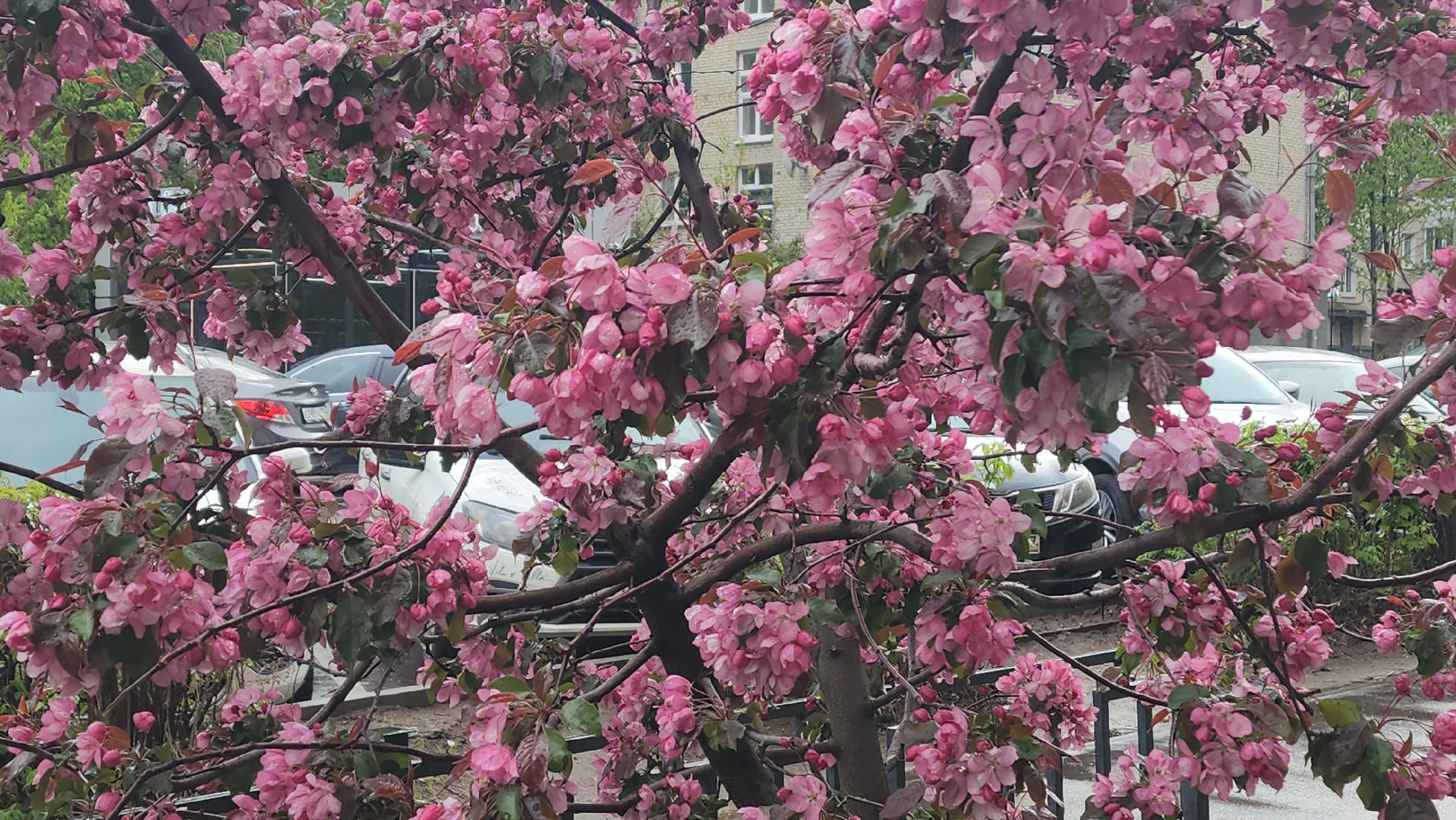 пушкино, цветение, цветение растений, яблоня, красота, весна в подмосковье,вертикалки,