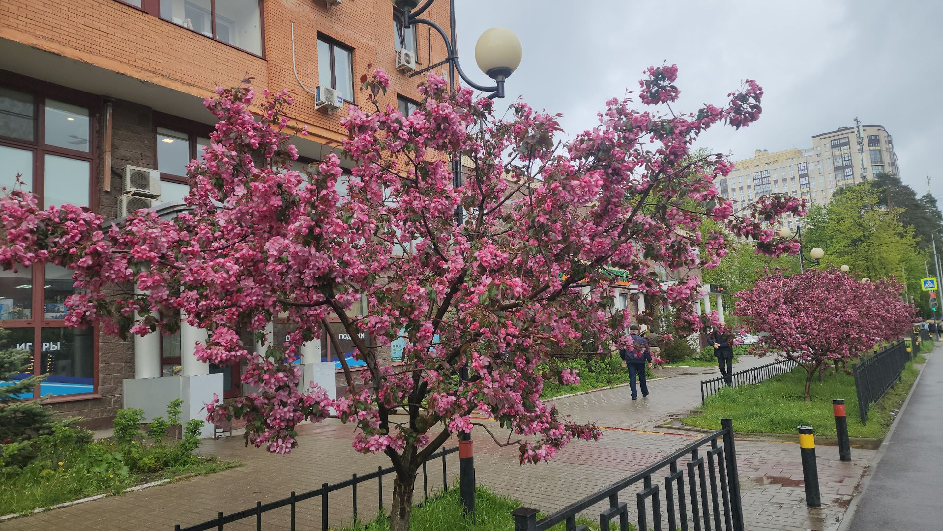 пушкино, цветение, цветение растений, яблоня, красота, весна в подмосковье,вертикалки,