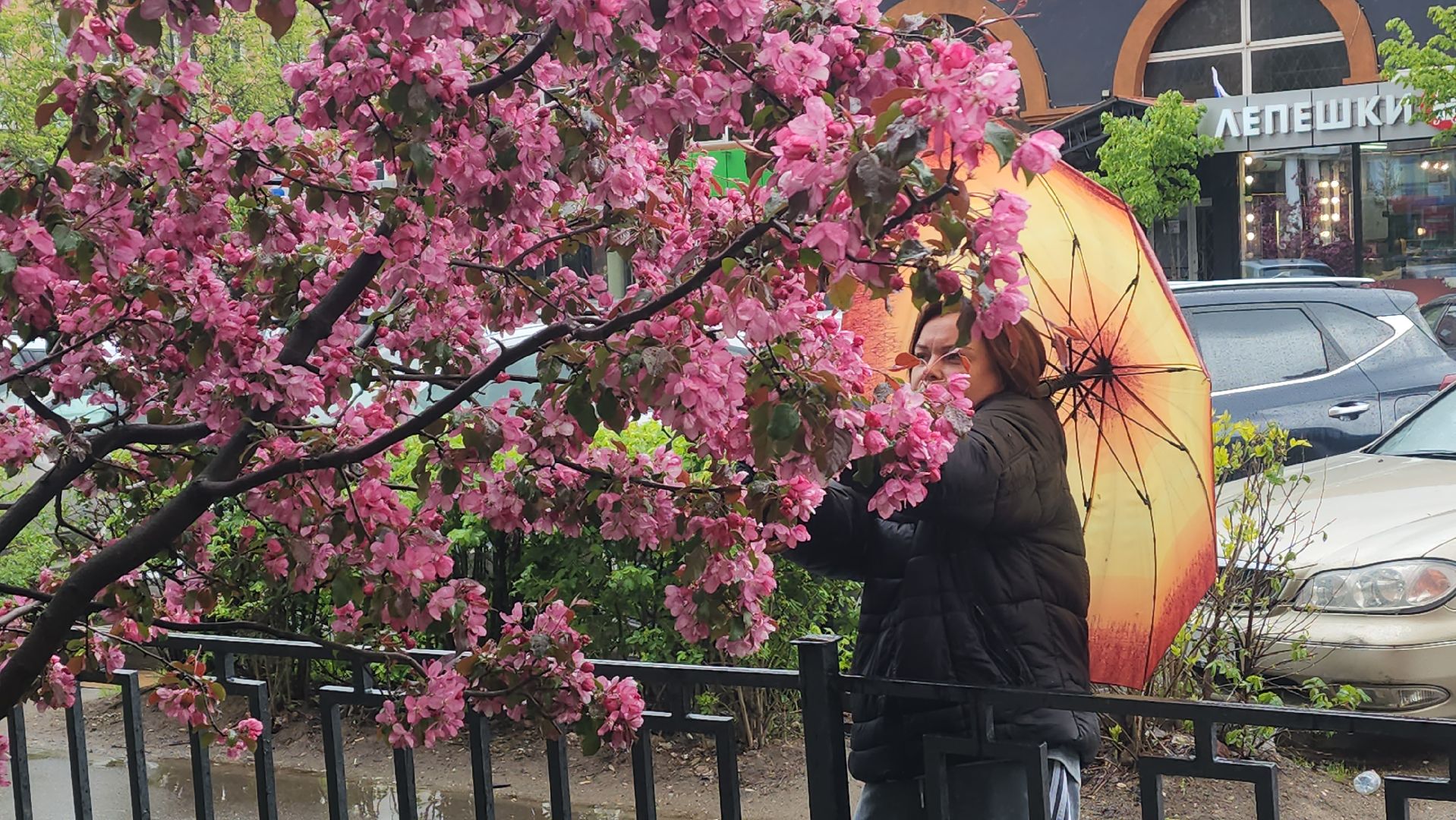 пушкино, цветение, цветение растений, яблоня, красота, весна в подмосковье,вертикалки,