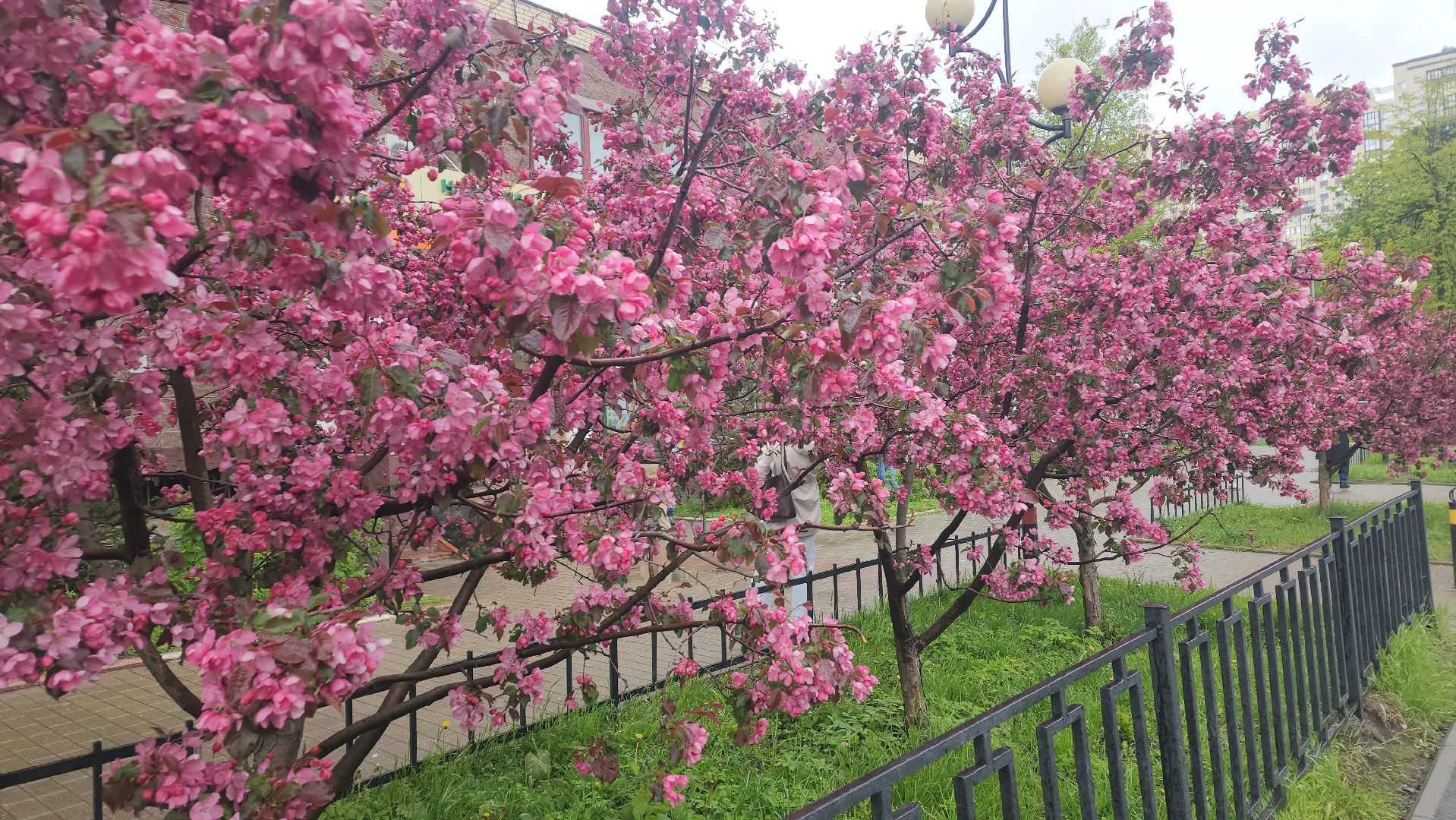 пушкино, цветение, цветение растений, яблоня, красота, весна в подмосковье,вертикалки,