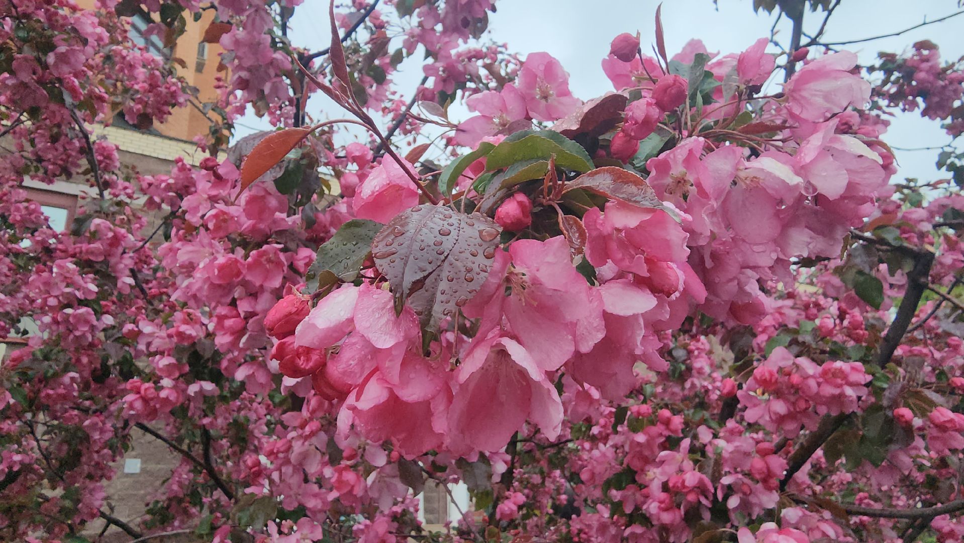 пушкино, цветение, цветение растений, яблоня, красота, весна в подмосковье,вертикалки,