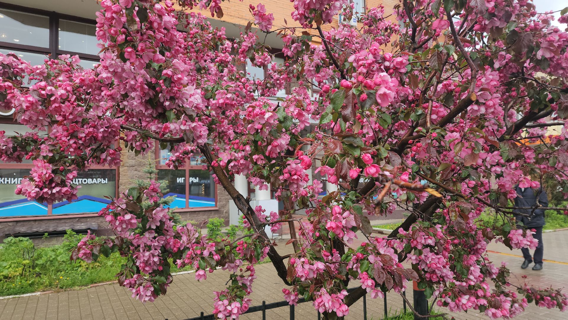 пушкино, цветение, цветение растений, яблоня, красота, весна в подмосковье,вертикалки,