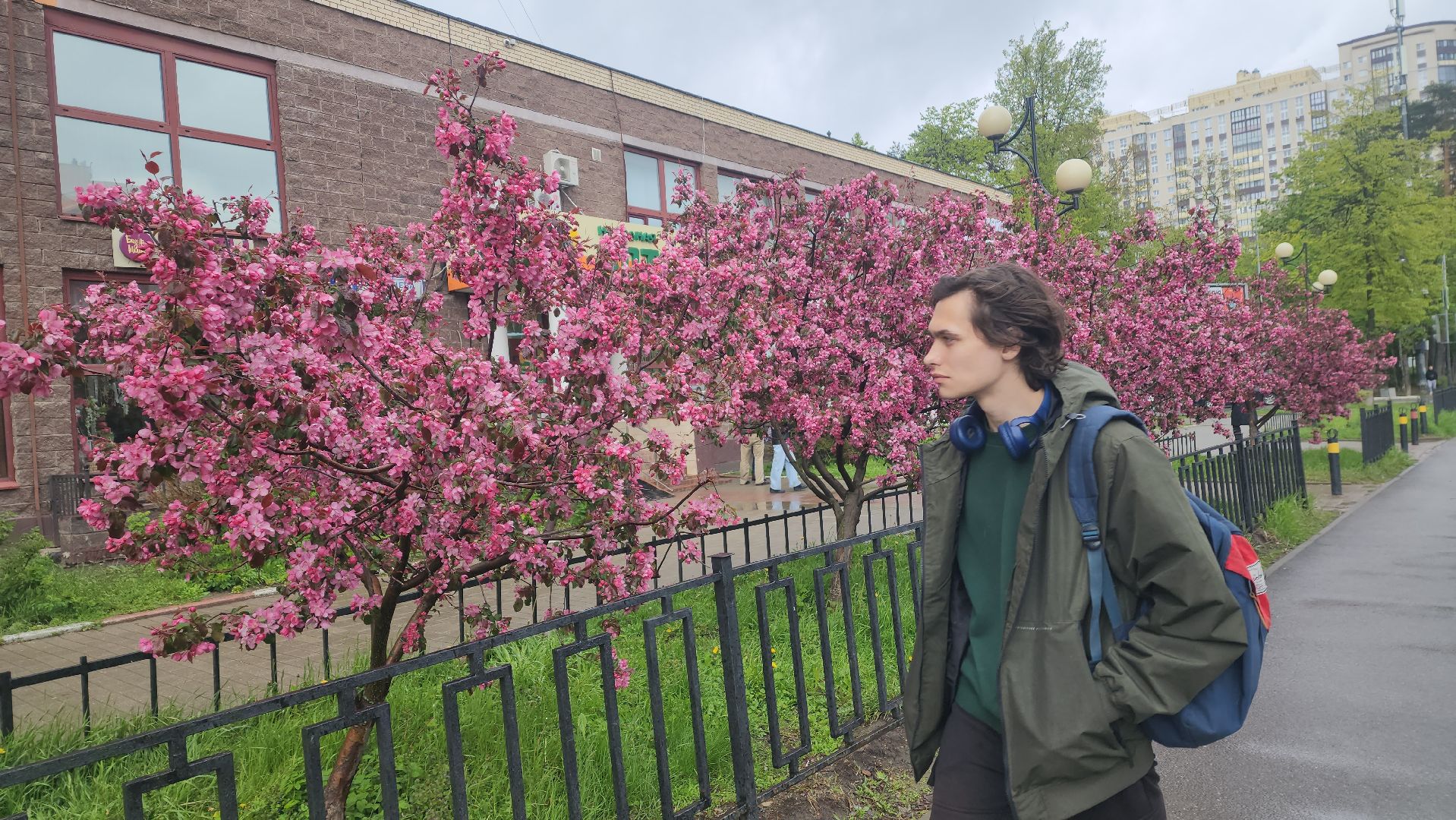 пушкино, цветение, цветение растений, яблоня, красота, весна в подмосковье,вертикалки,