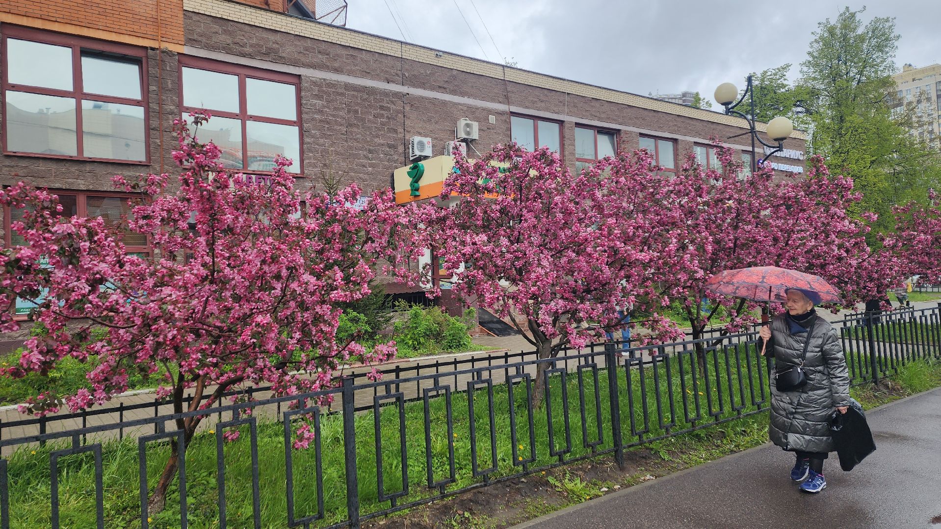 пушкино, цветение, цветение растений, яблоня, красота, весна в подмосковье,вертикалки,