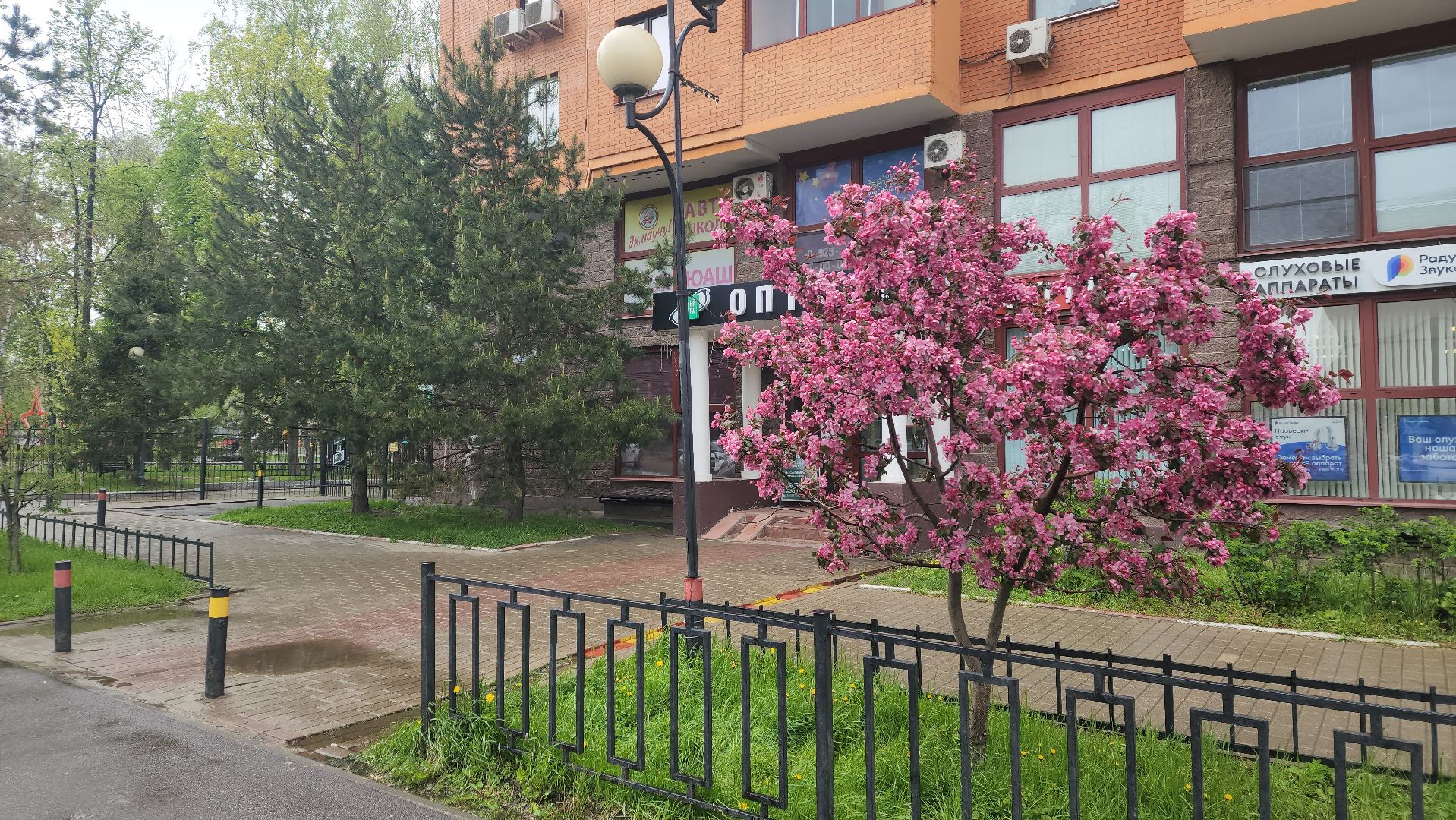 пушкино, цветение, цветение растений, яблоня, красота, весна в подмосковье,вертикалки,