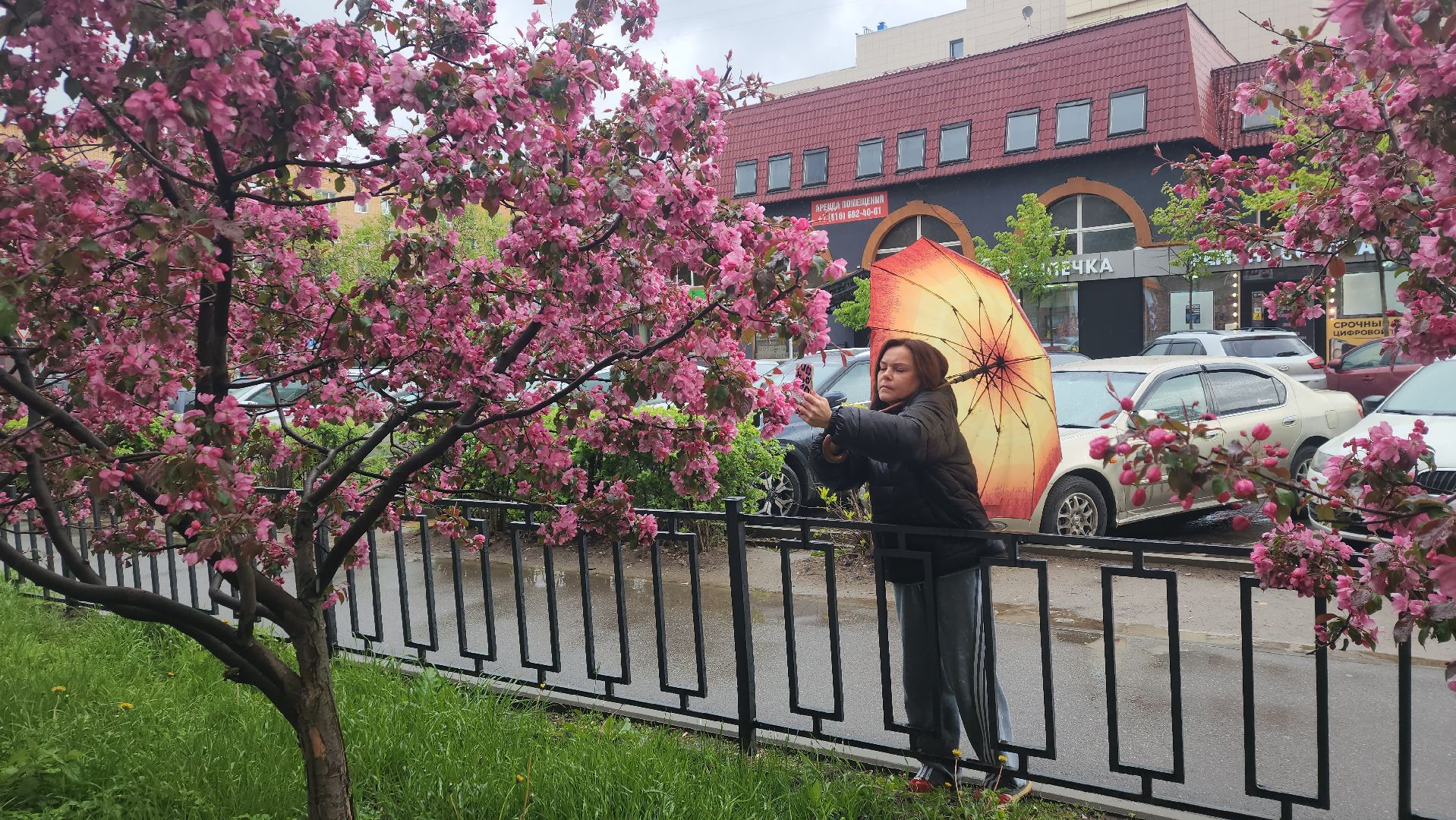 пушкино, цветение, цветение растений, яблоня, красота, весна в подмосковье,вертикалки,