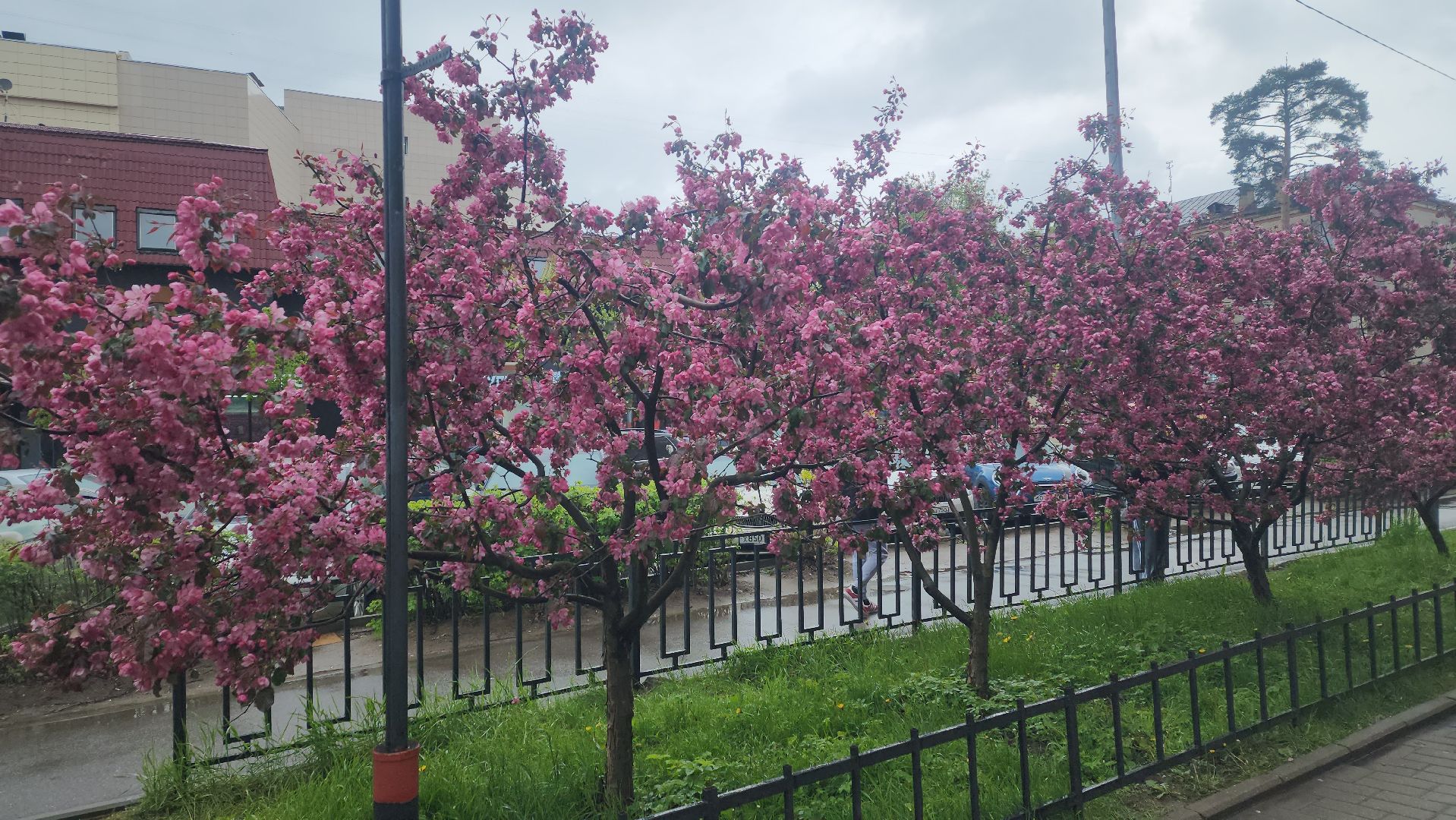 пушкино, цветение, цветение растений, яблоня, красота, весна в подмосковье,вертикалки,