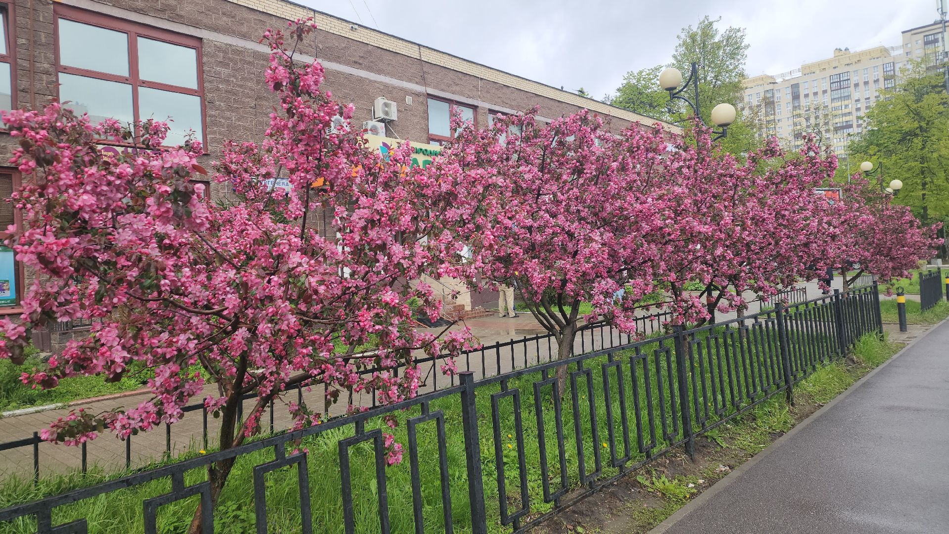 пушкино, цветение, цветение растений, яблоня, красота, весна в подмосковье,вертикалки,
