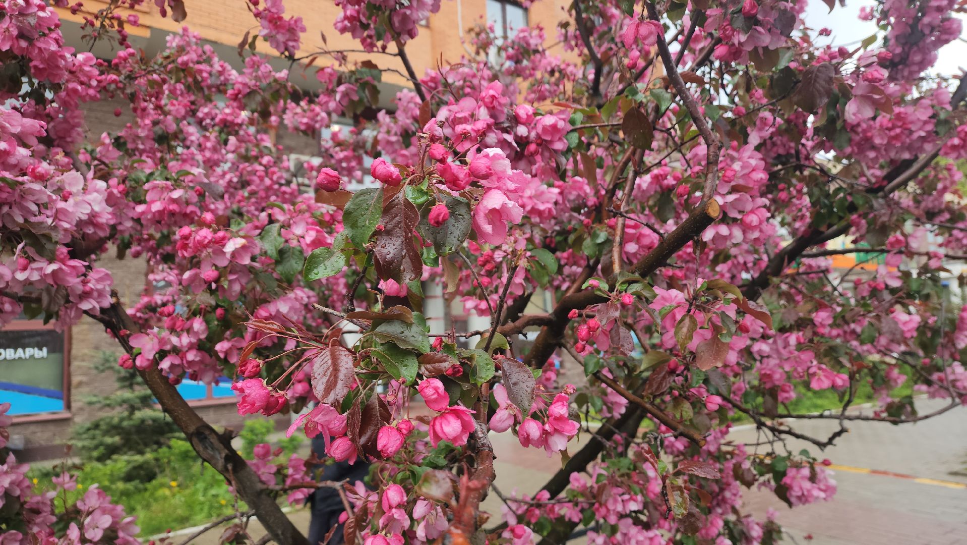 пушкино, цветение, цветение растений, яблоня, красота, весна в подмосковье,вертикалки,