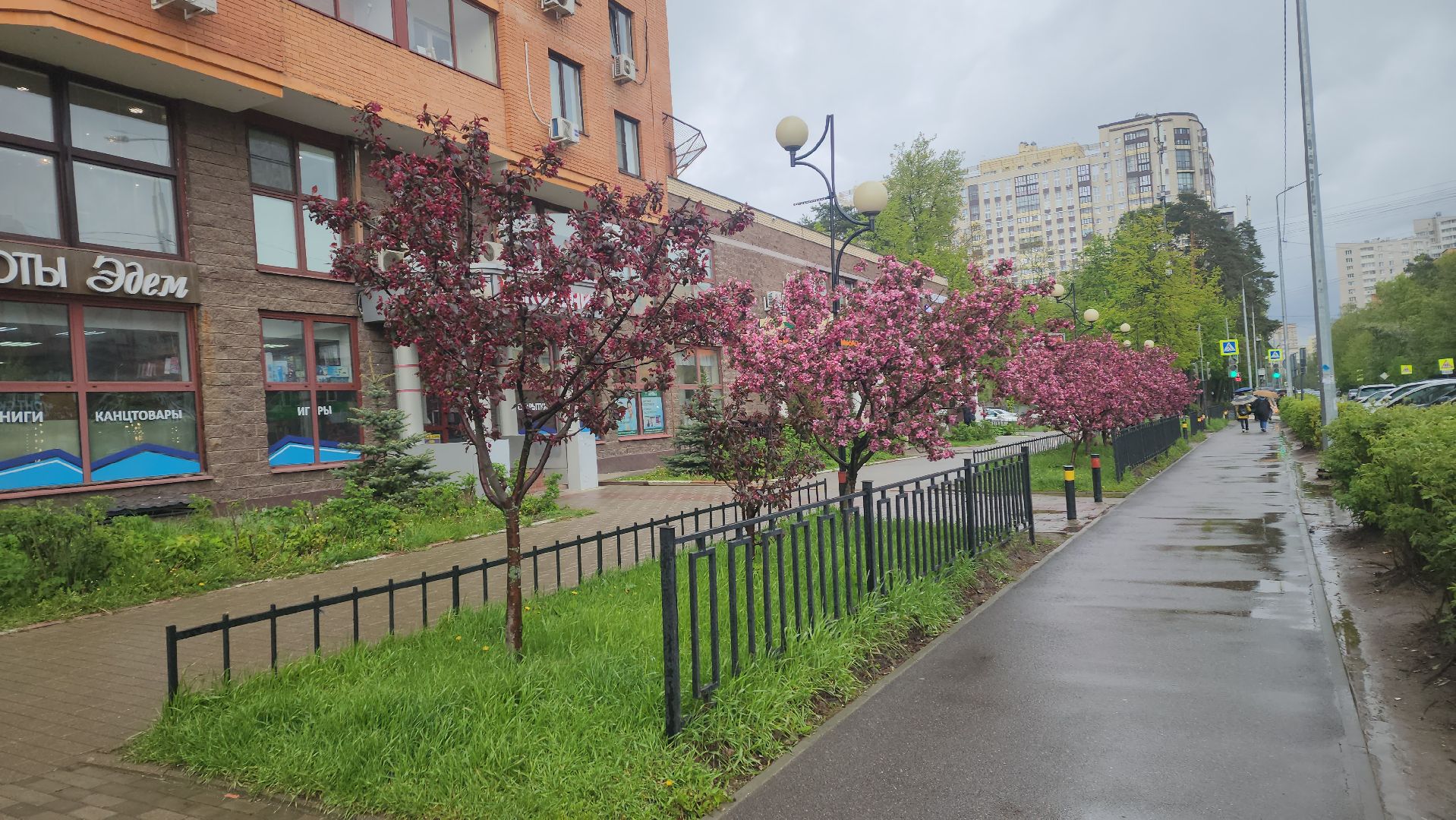 пушкино, цветение, цветение растений, яблоня, красота, весна в подмосковье,вертикалки,