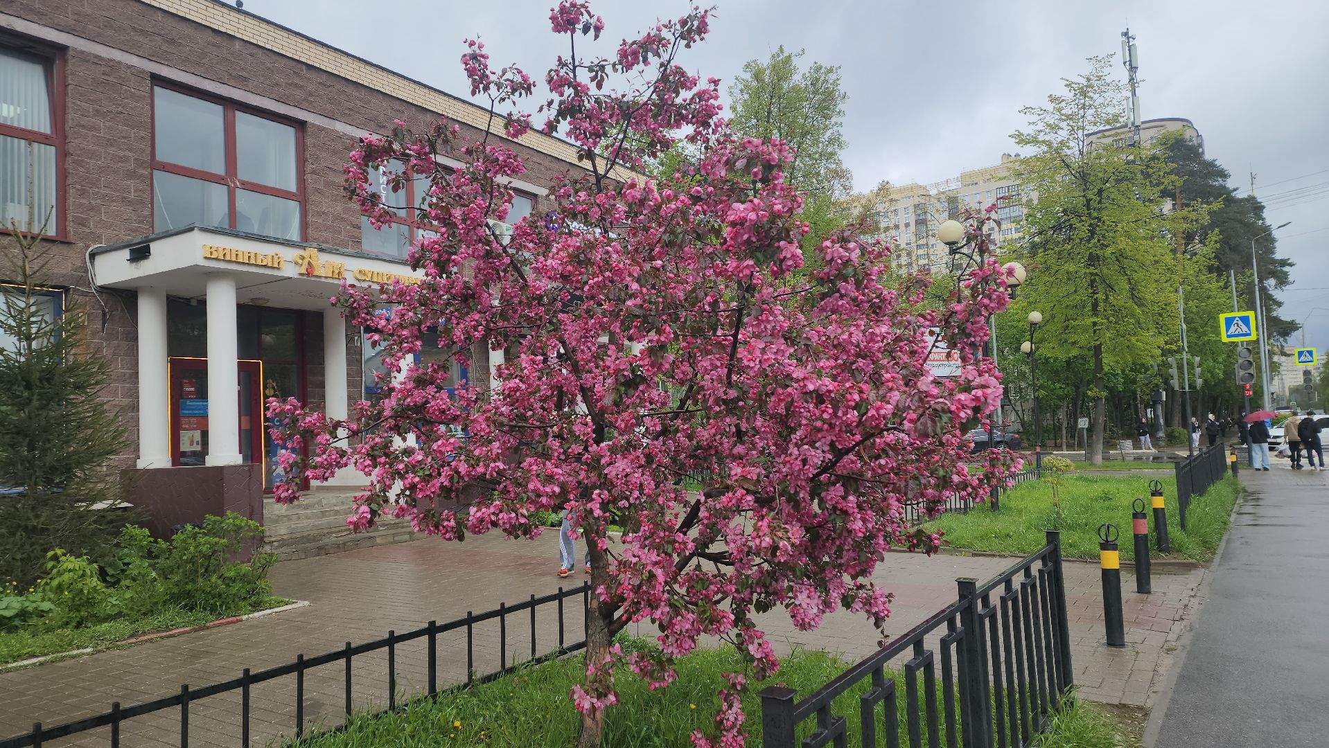 пушкино, цветение, цветение растений, яблоня, красота, весна в подмосковье,вертикалки,