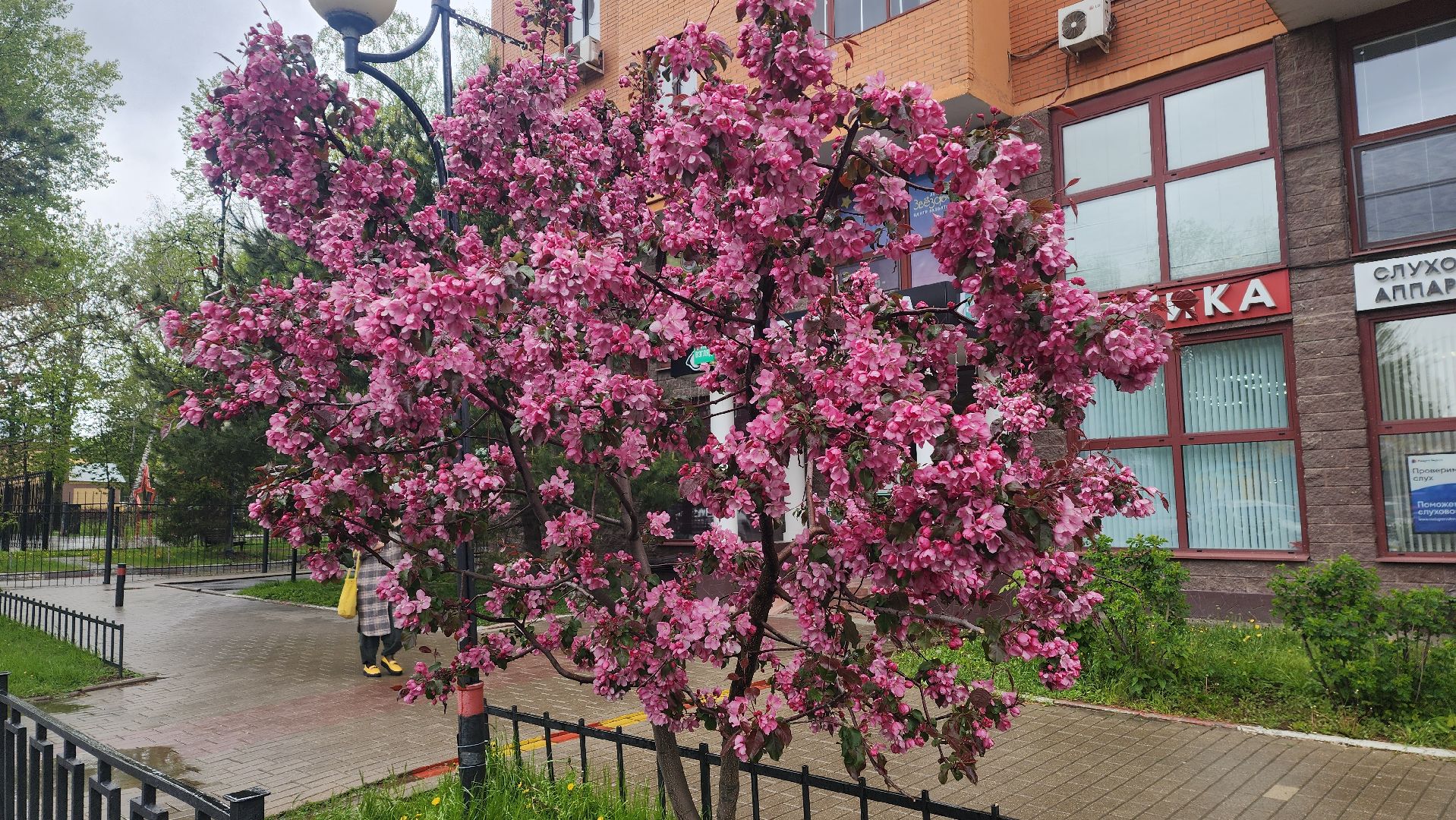 пушкино, цветение, цветение растений, яблоня, красота, весна в подмосковье,вертикалки,