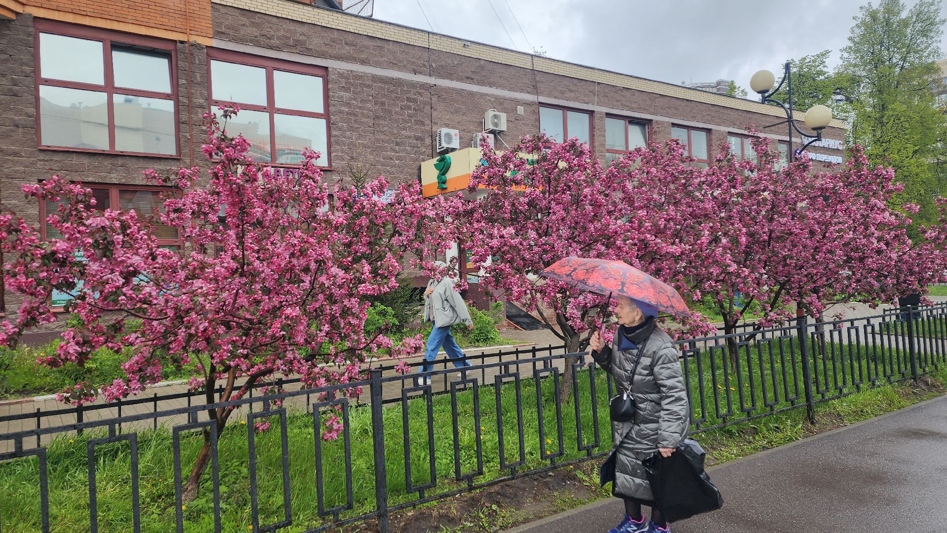пушкино, цветение, цветение растений, яблоня, красота, весна в подмосковье,вертикалки,