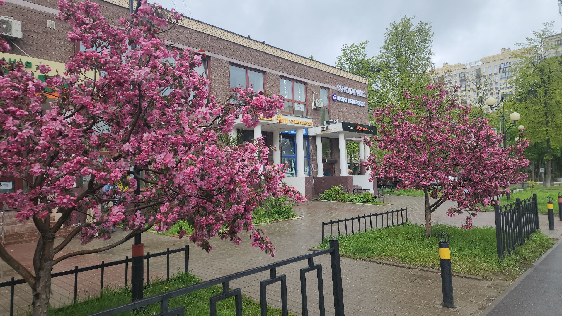 пушкино, цветение, цветение растений, яблоня, красота, весна в подмосковье,вертикалки,