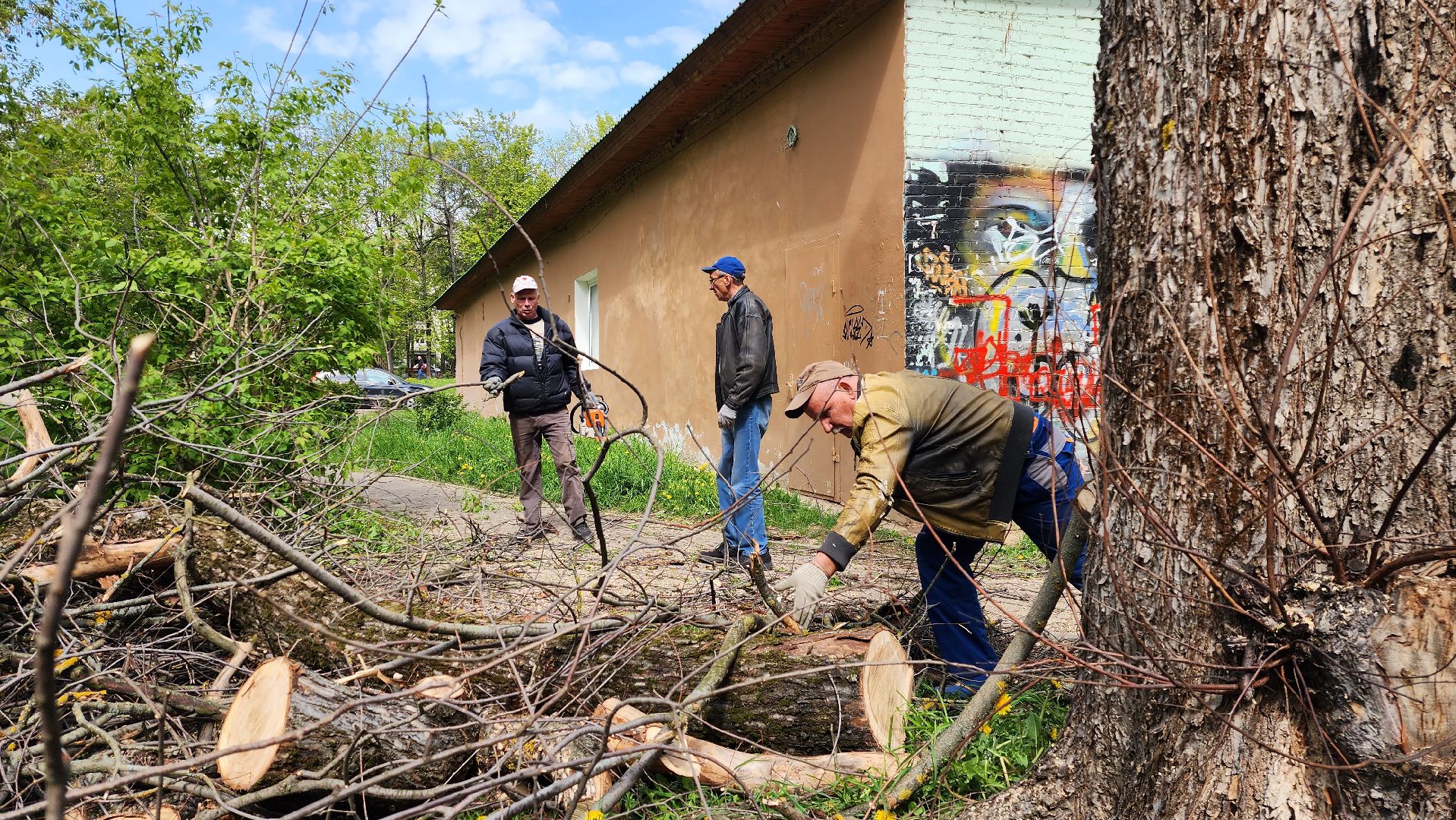 благоустройство, истра, аварийные деревья, добродел,