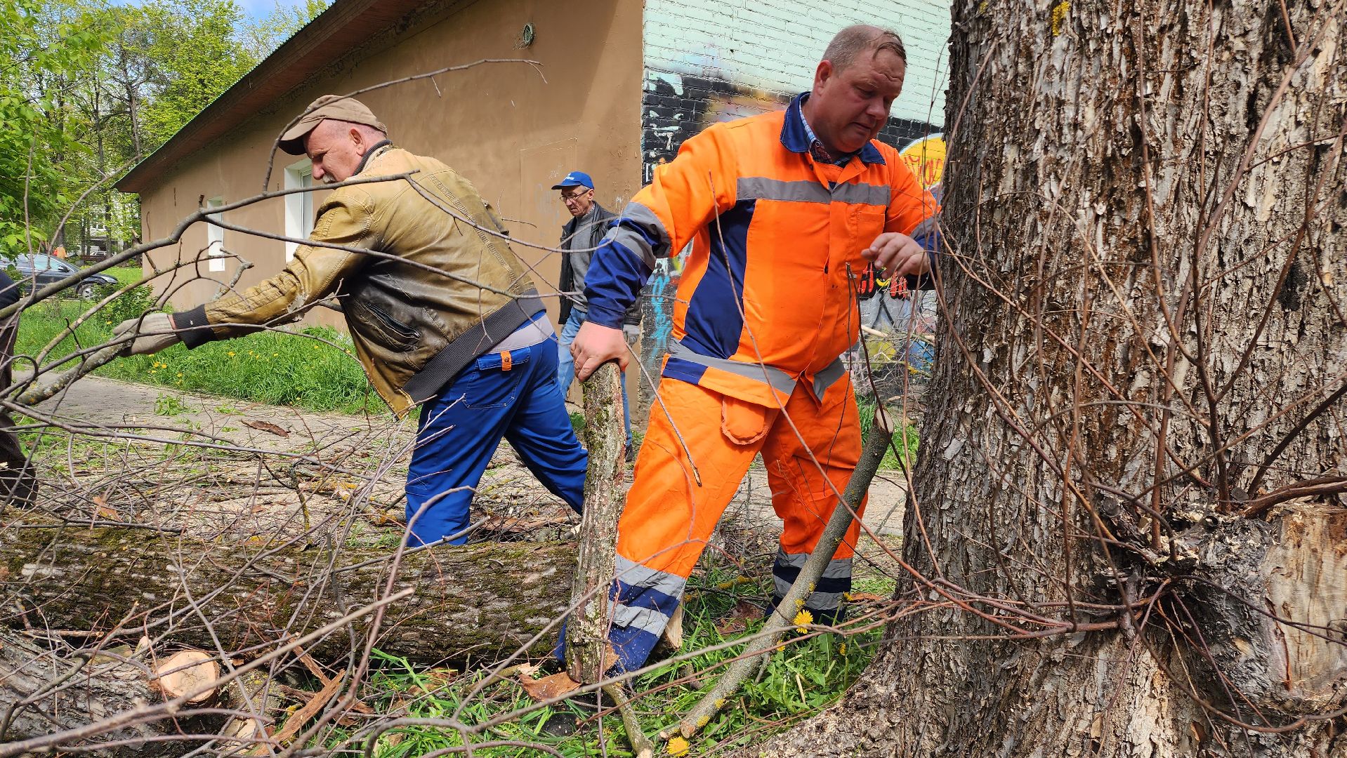 благоустройство, истра, аварийные деревья, добродел,