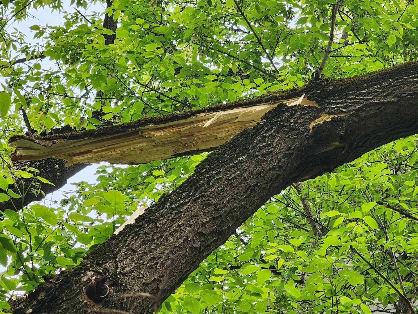 королёв, благоустройство в королеве, горзеленхозстрой, последствия непогоды, добродел,