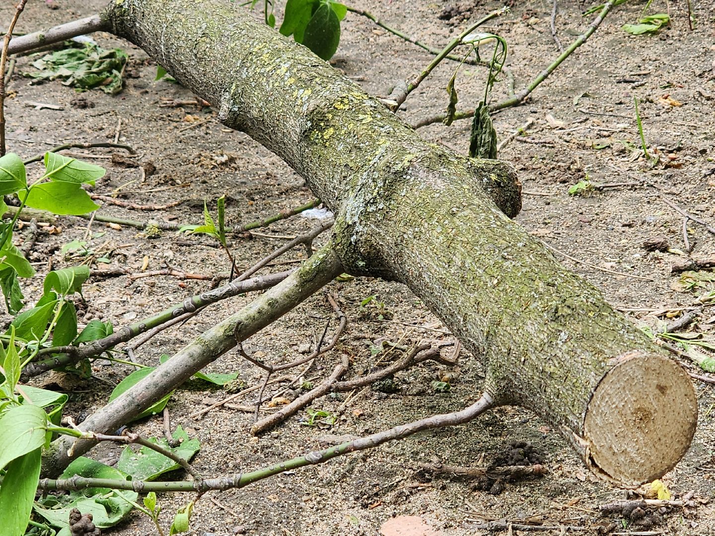 королёв, благоустройство в королеве, горзеленхозстрой, последствия непогоды, добродел,