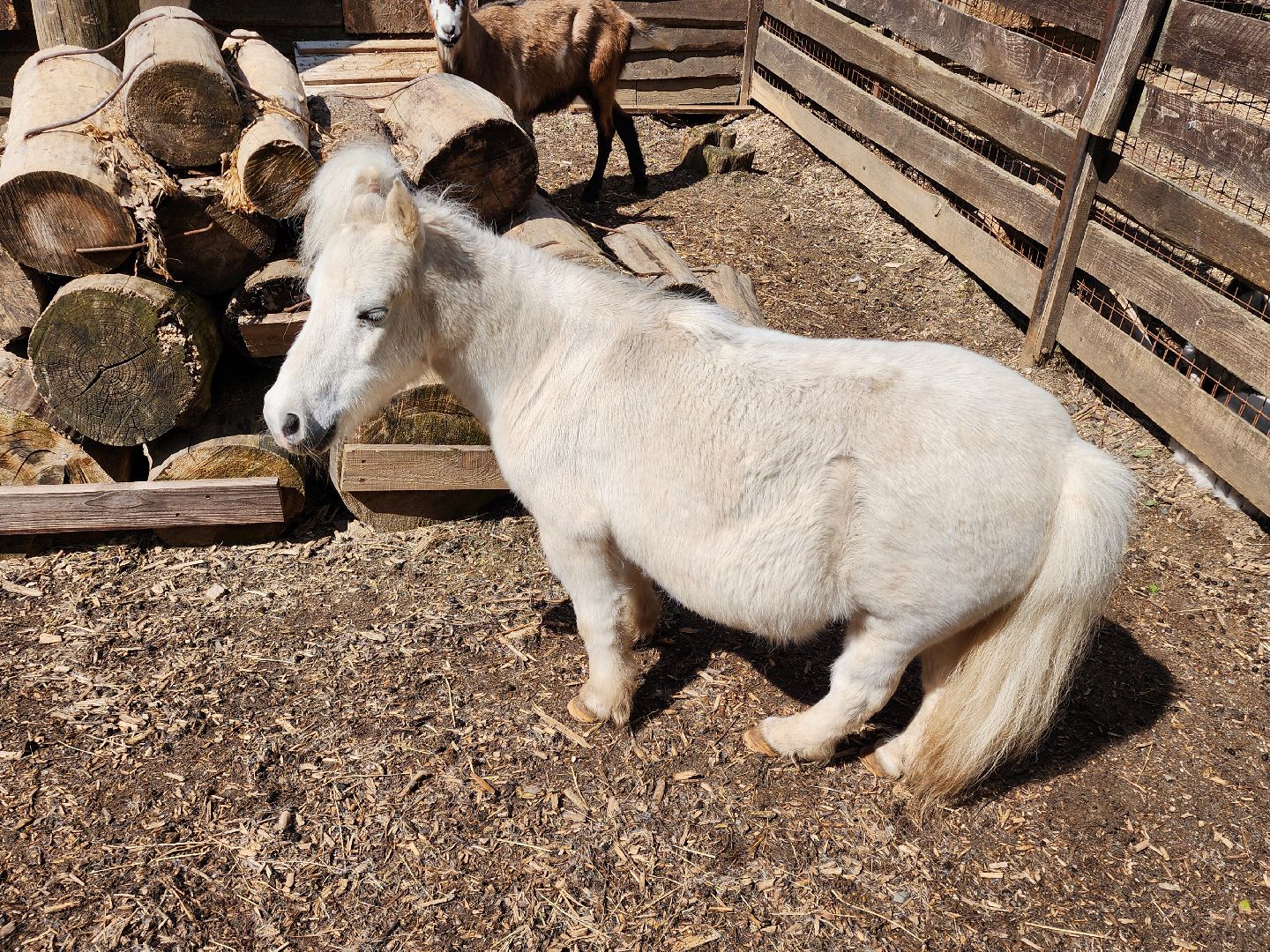 сергиев посад, парк чудес, гуси, песцы, выставка животных, ферма,