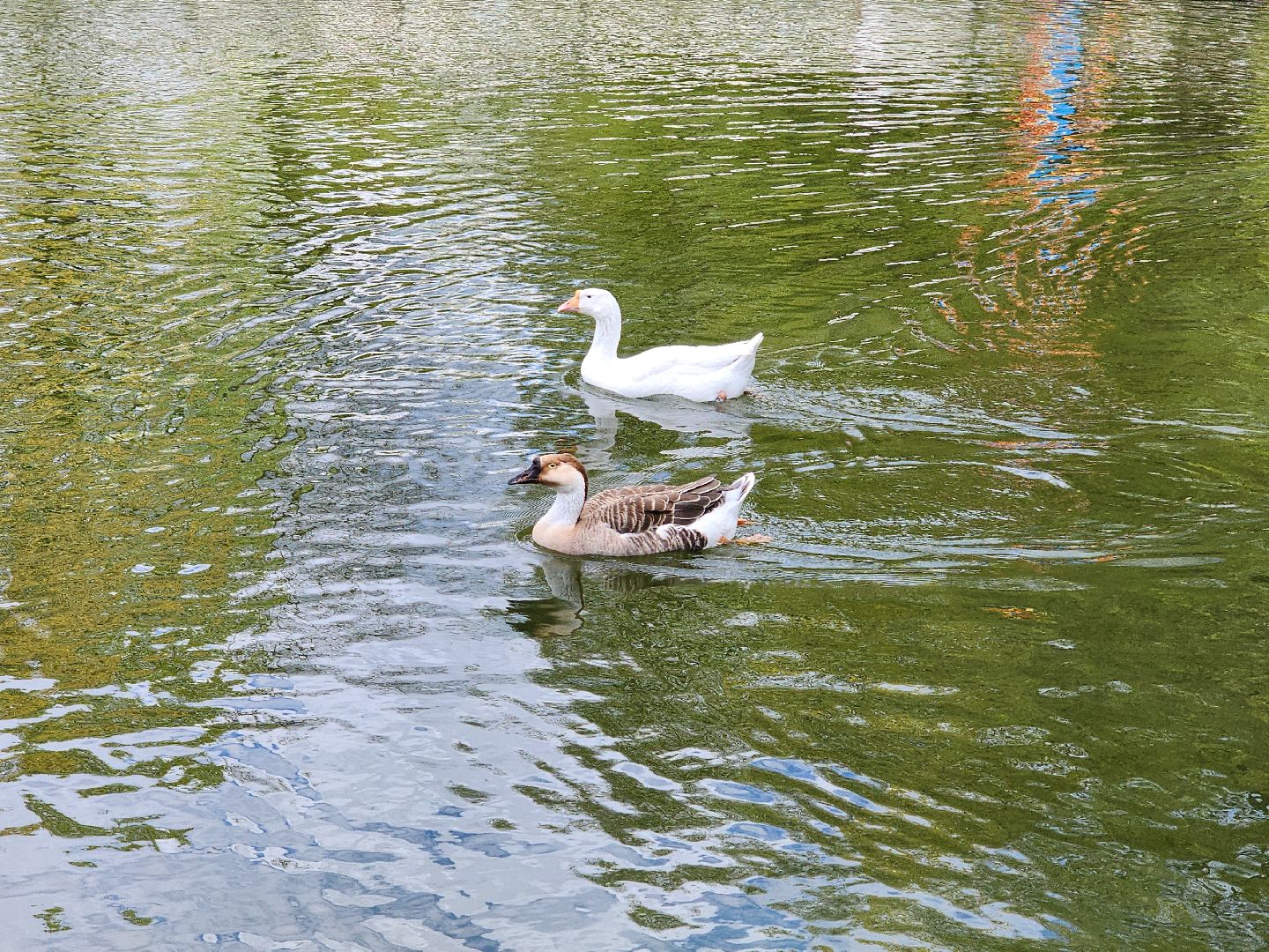 сергиев посад, парк чудес, гуси, песцы, выставка животных, ферма,