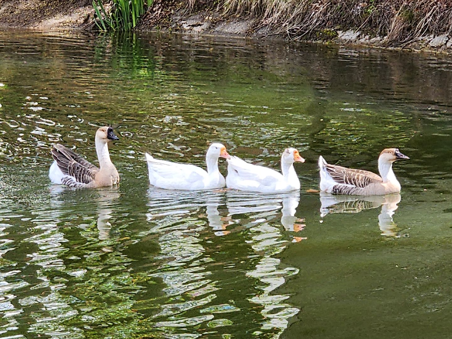 сергиев посад, парк чудес, гуси, песцы, выставка животных, ферма,