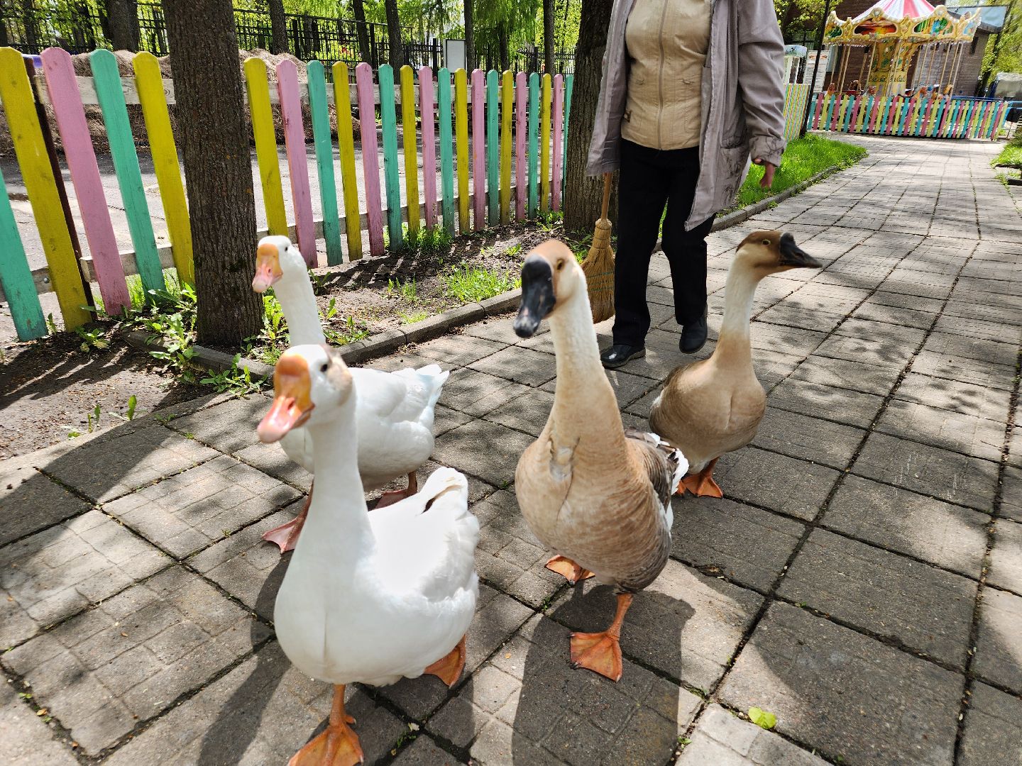 сергиев посад, парк чудес, гуси, песцы, выставка животных, ферма,