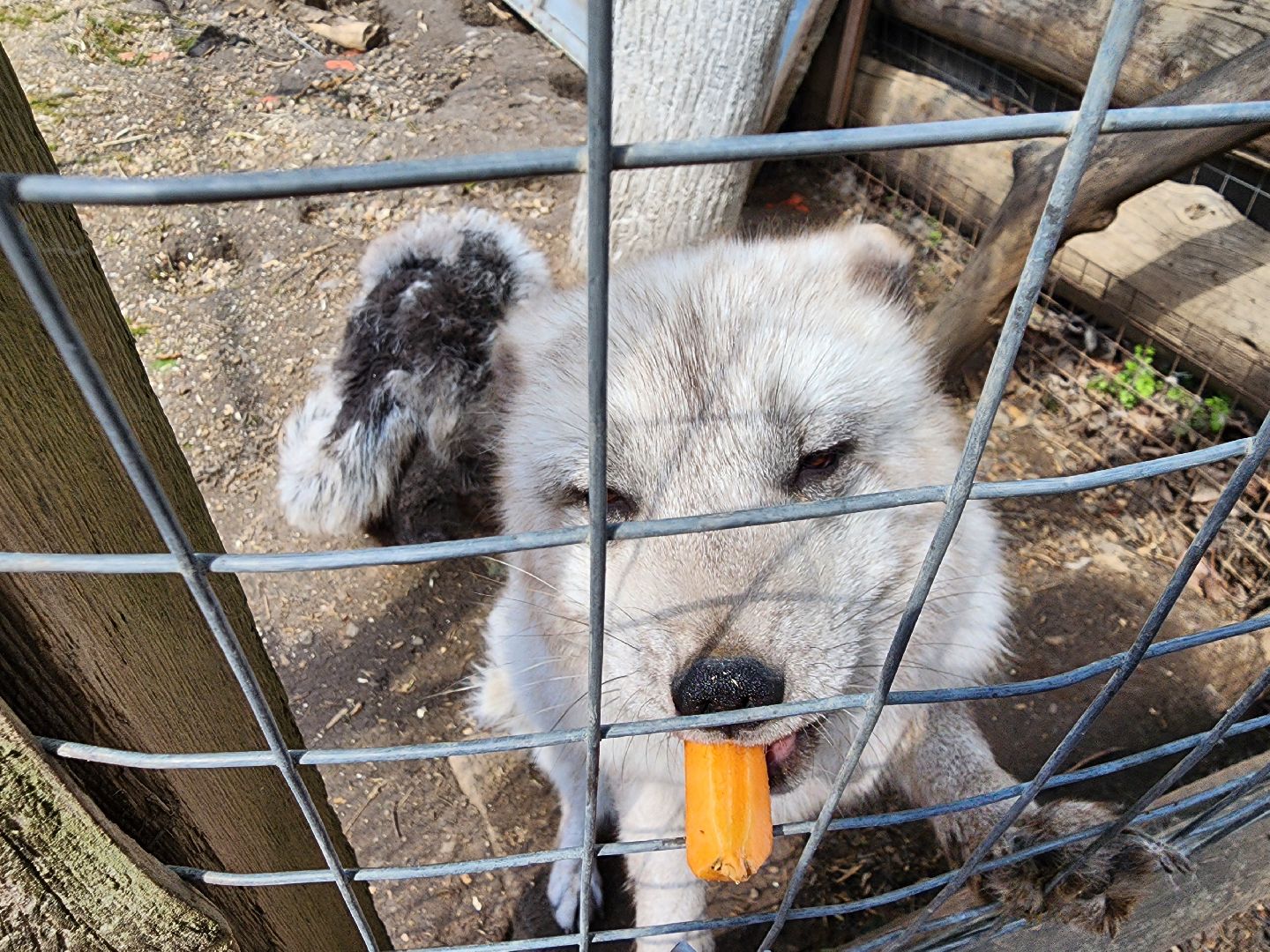 сергиев посад, парк чудес, гуси, песцы, выставка животных, ферма,