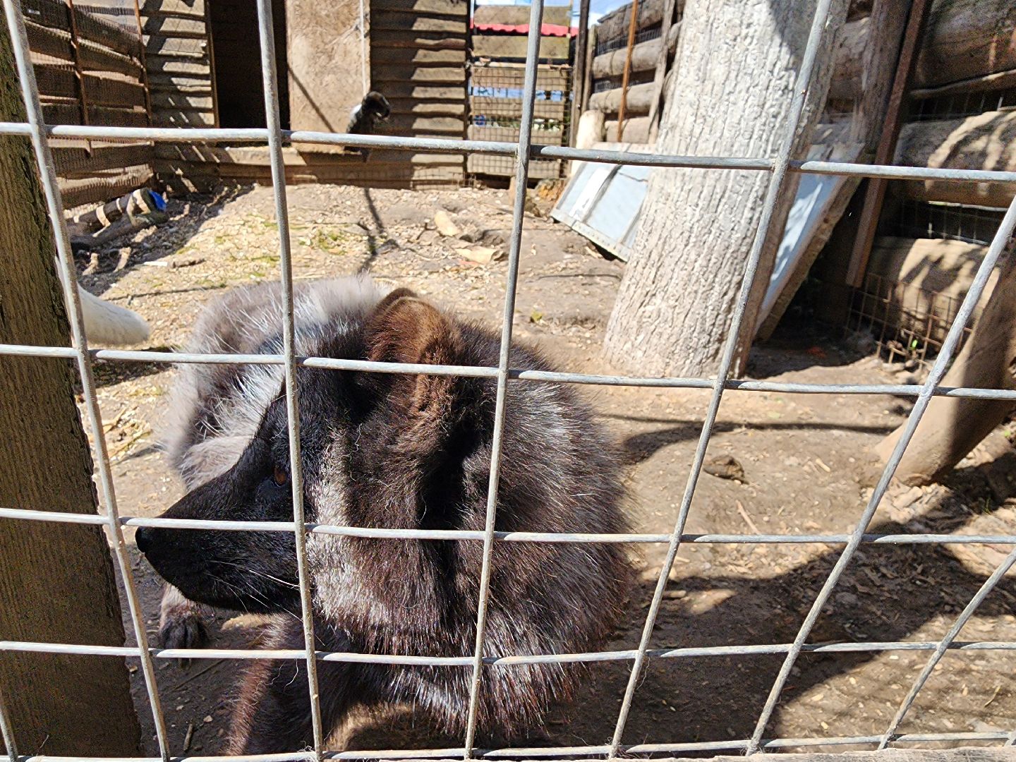 сергиев посад, парк чудес, гуси, песцы, выставка животных, ферма,