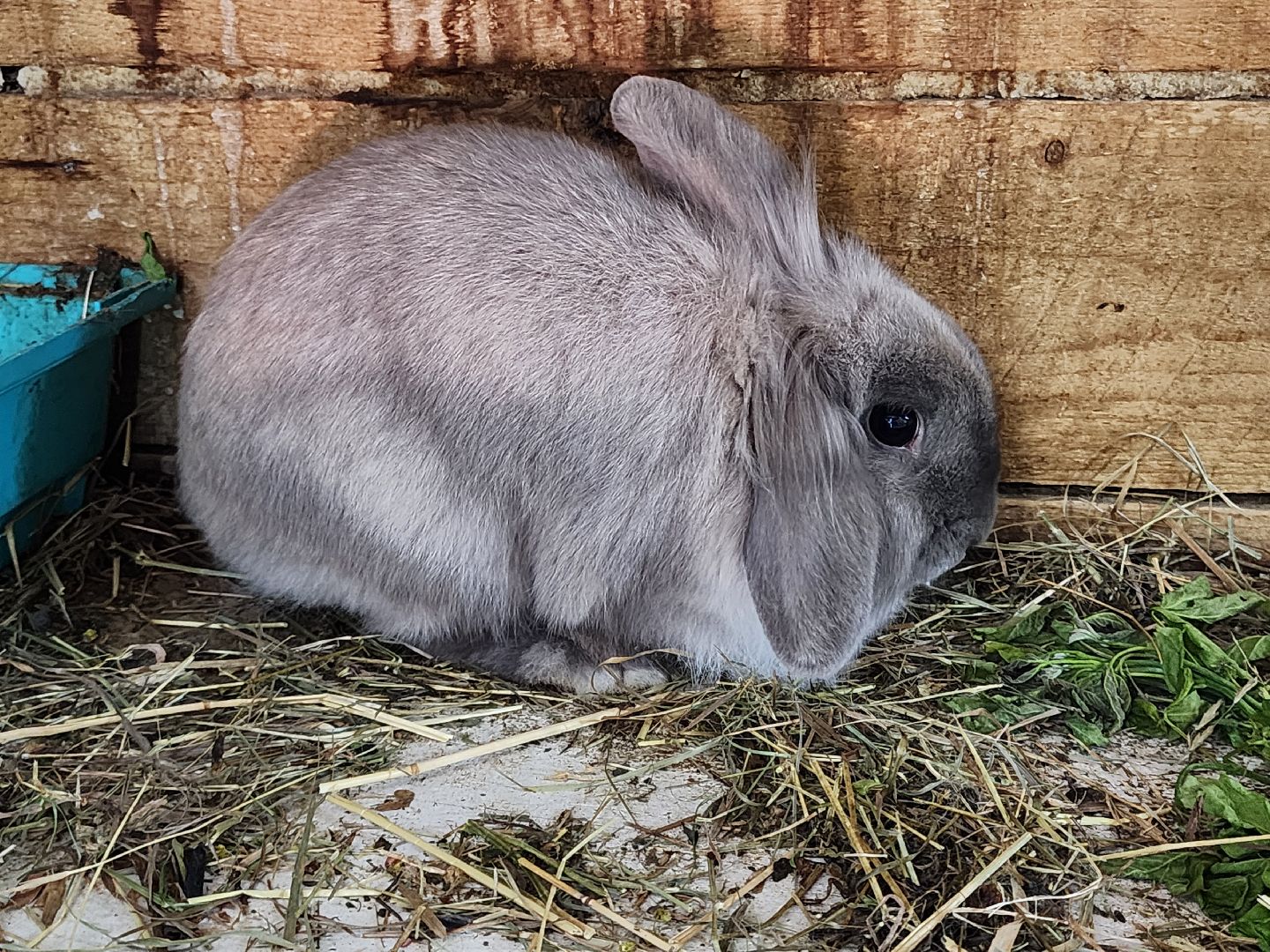 сергиев посад, парк чудес, гуси, песцы, выставка животных, ферма,