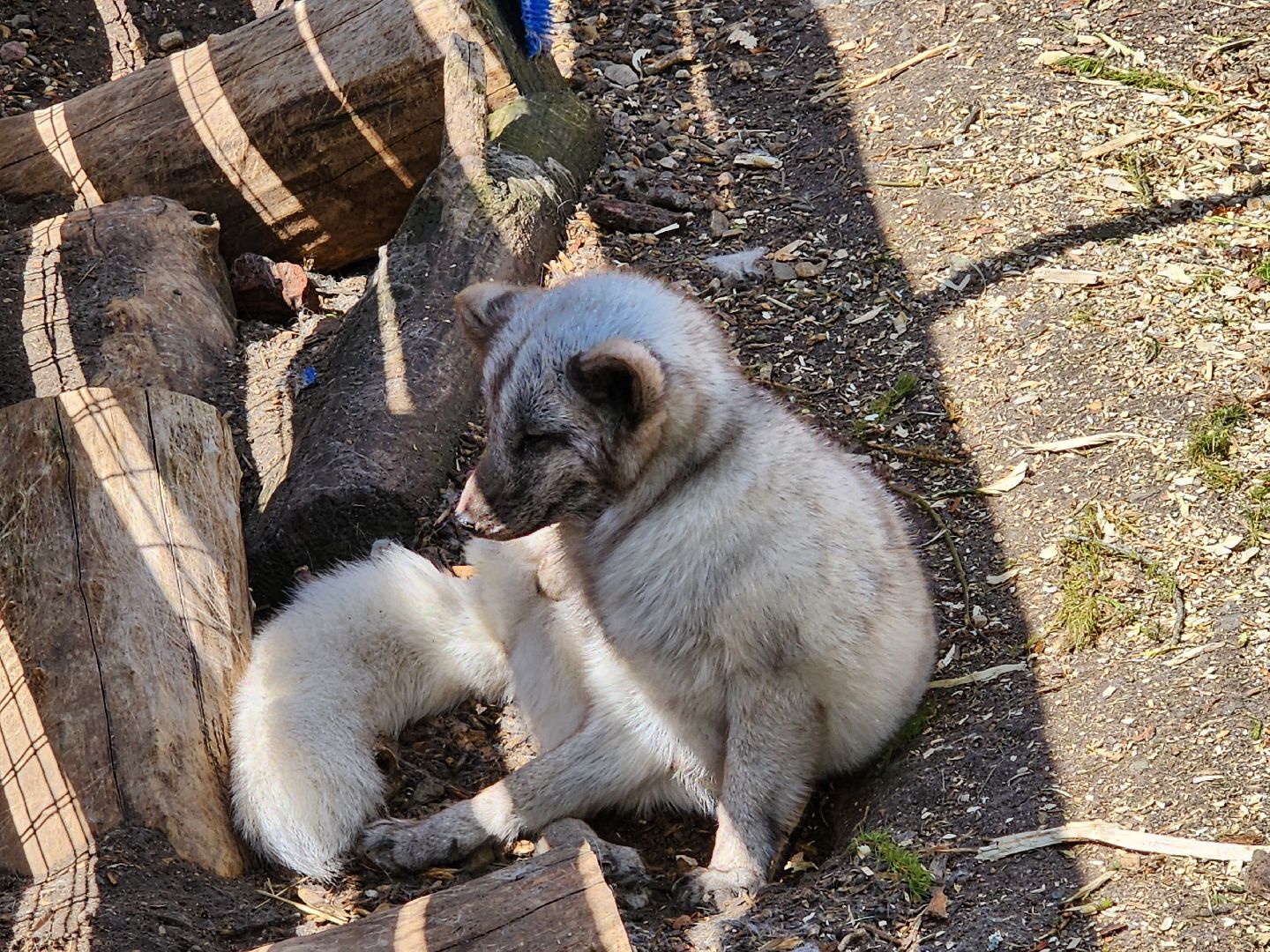 сергиев посад, парк чудес, гуси, песцы, выставка животных, ферма,