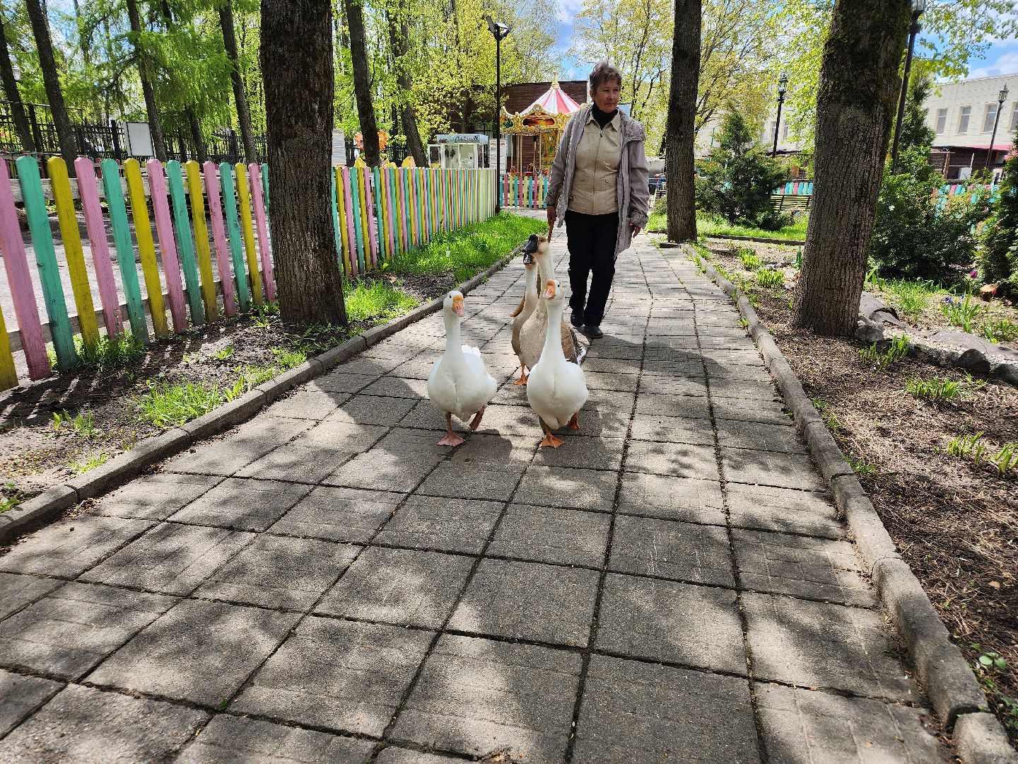 сергиев посад, парк чудес, гуси, песцы, выставка животных, ферма,