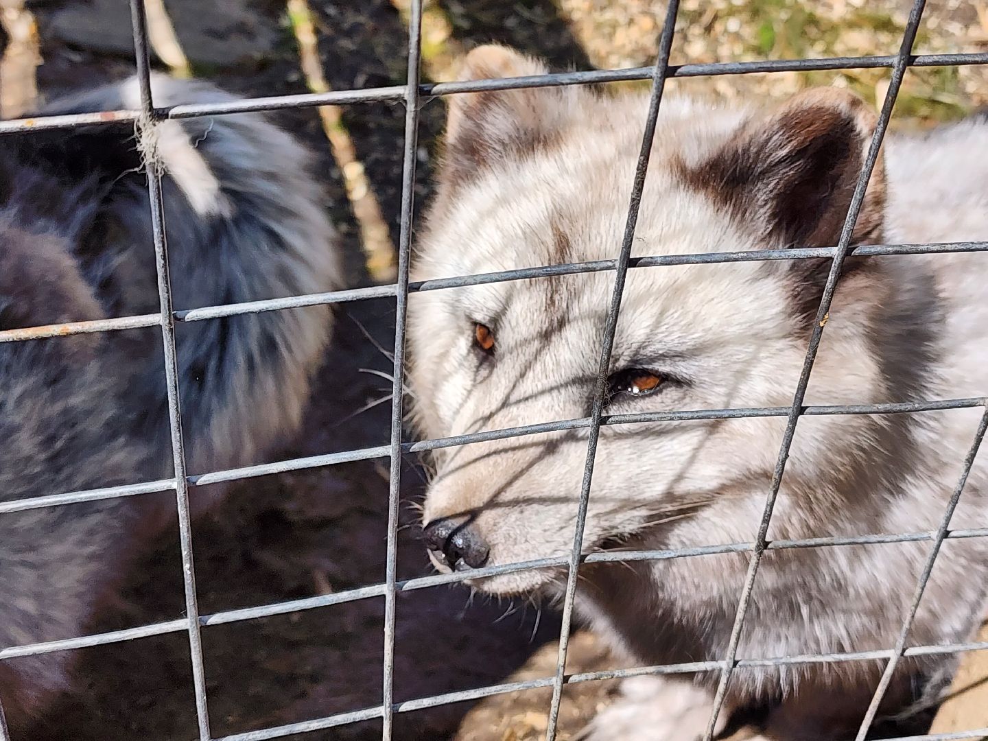 сергиев посад, парк чудес, гуси, песцы, выставка животных, ферма,