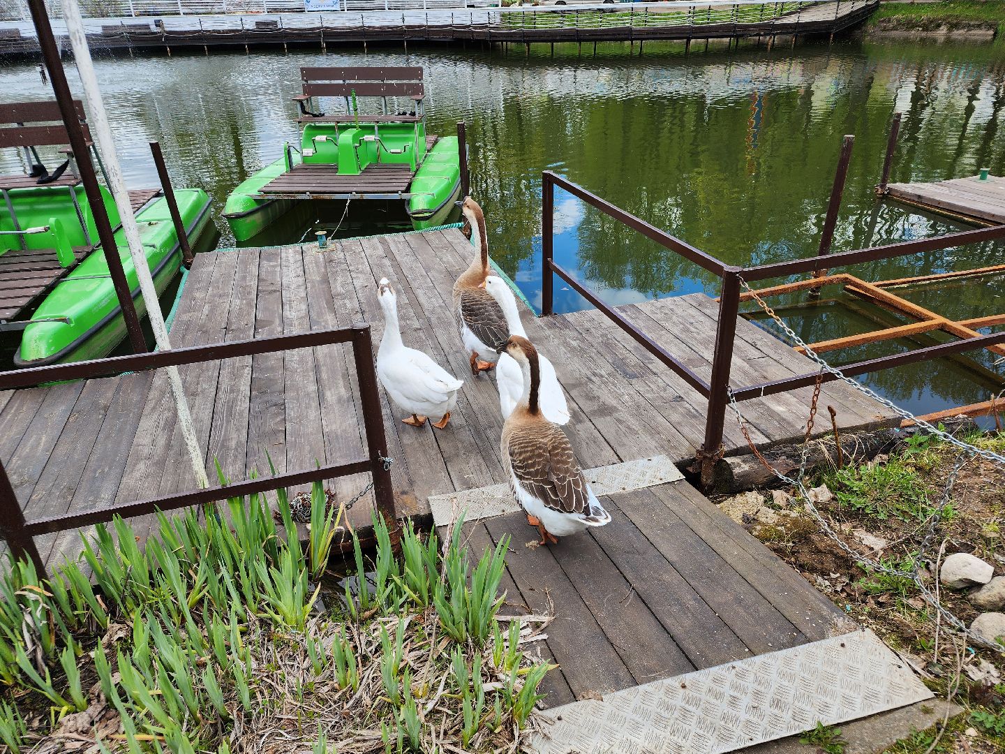 сергиев посад, парк чудес, гуси, песцы, выставка животных, ферма,