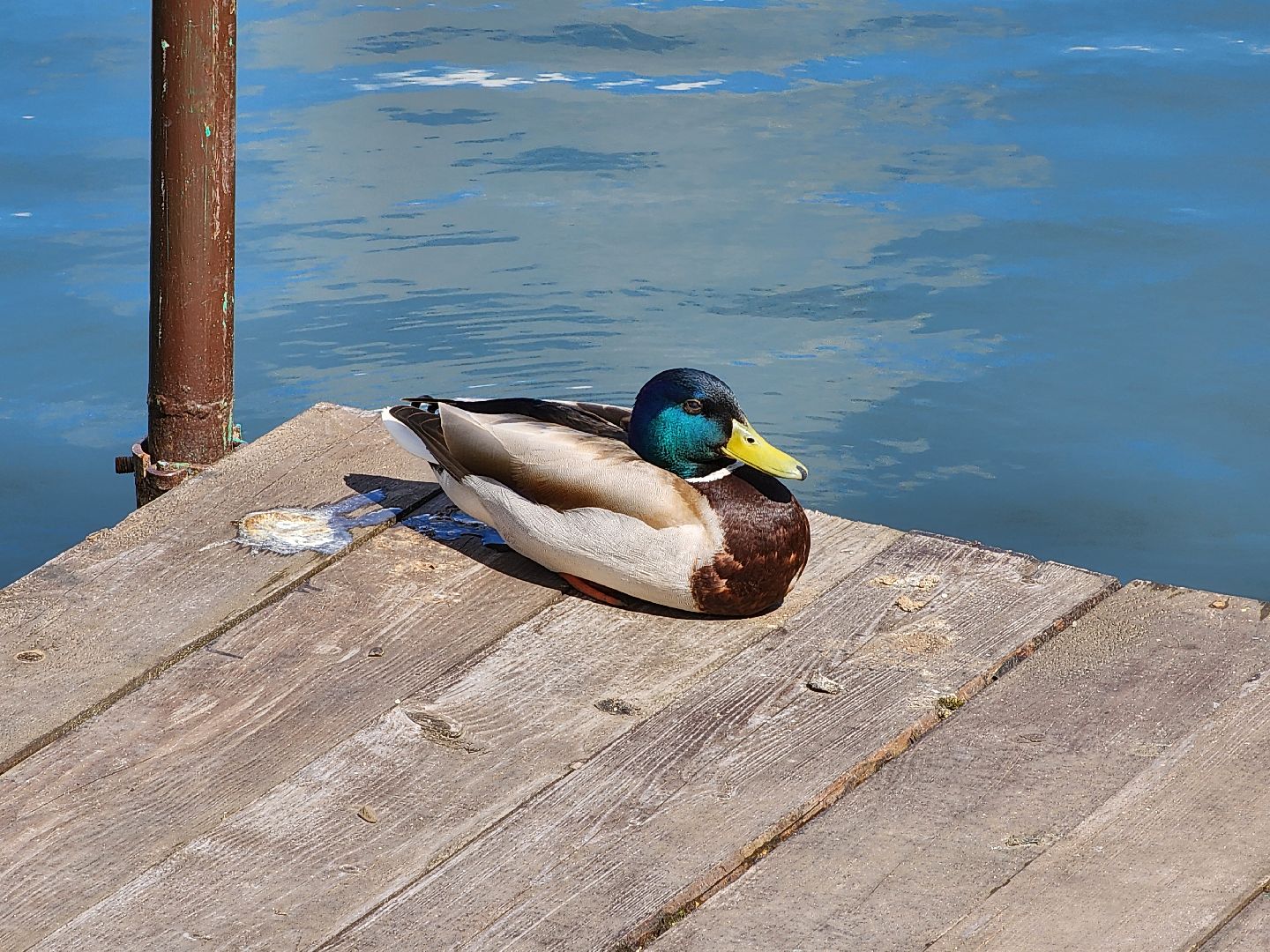 сергиев посад, парк чудес, гуси, песцы, выставка животных, ферма,